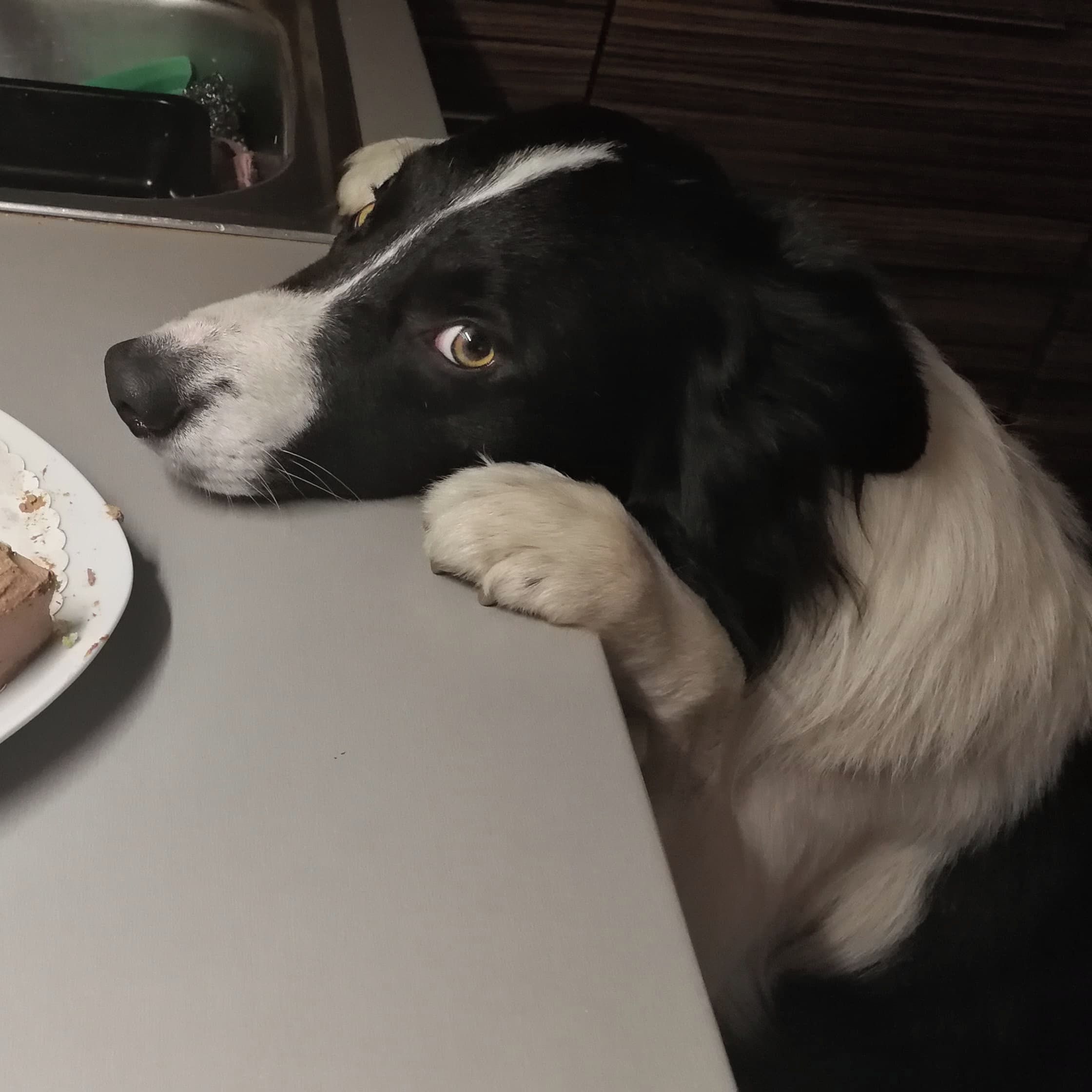 Soutěžní fotografie - Dač "Dutch",  Border kolie