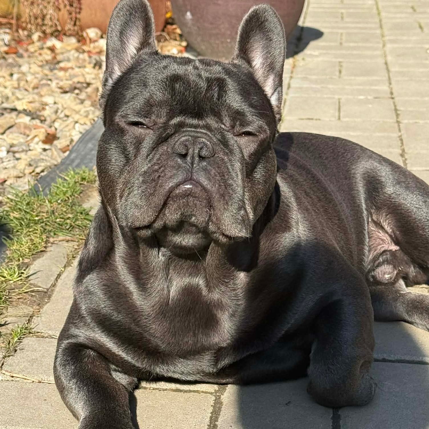 Soutěžní fotografie - Mazlik,  Francouzský buldoček