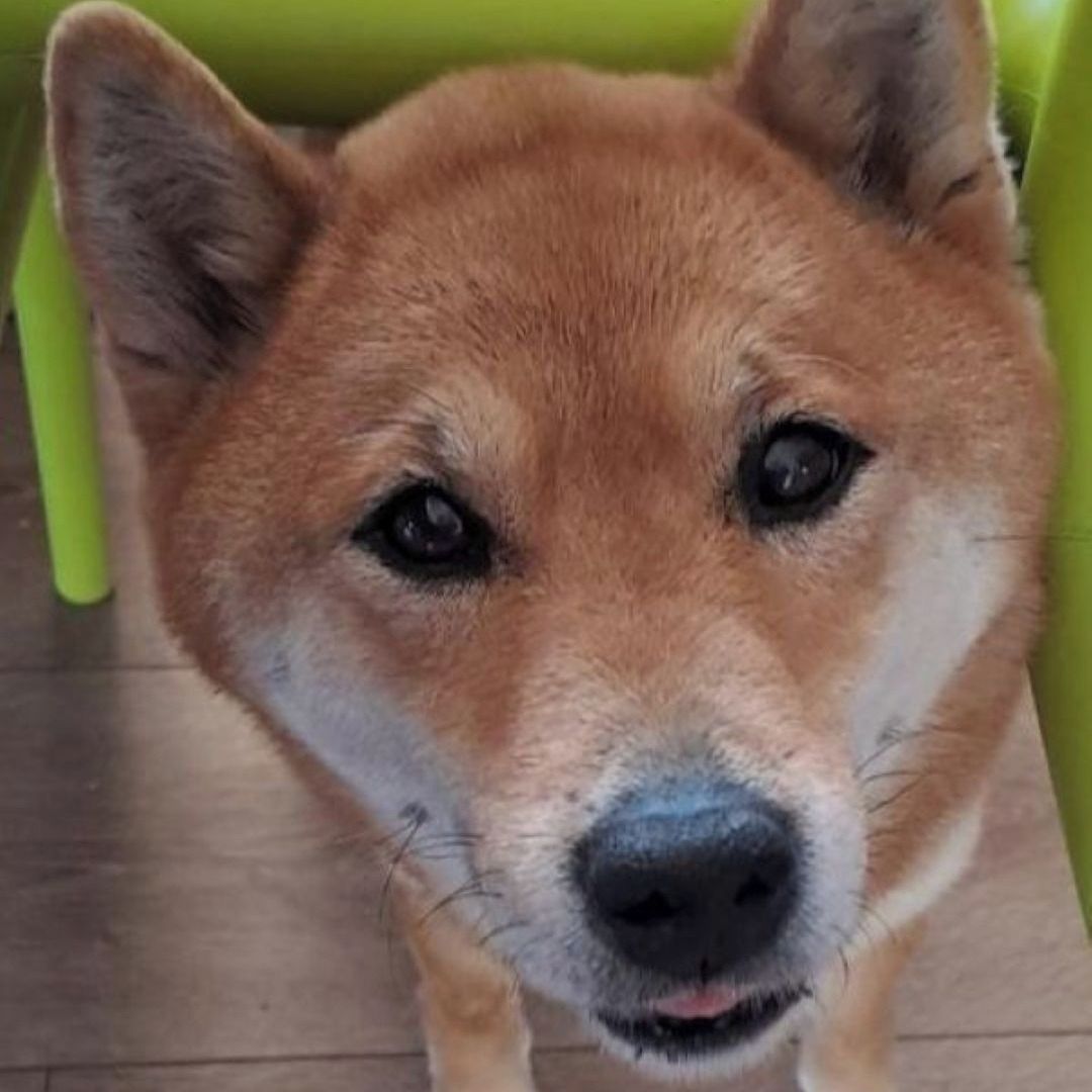 Soutěžní fotografie - Banira,  Shiba