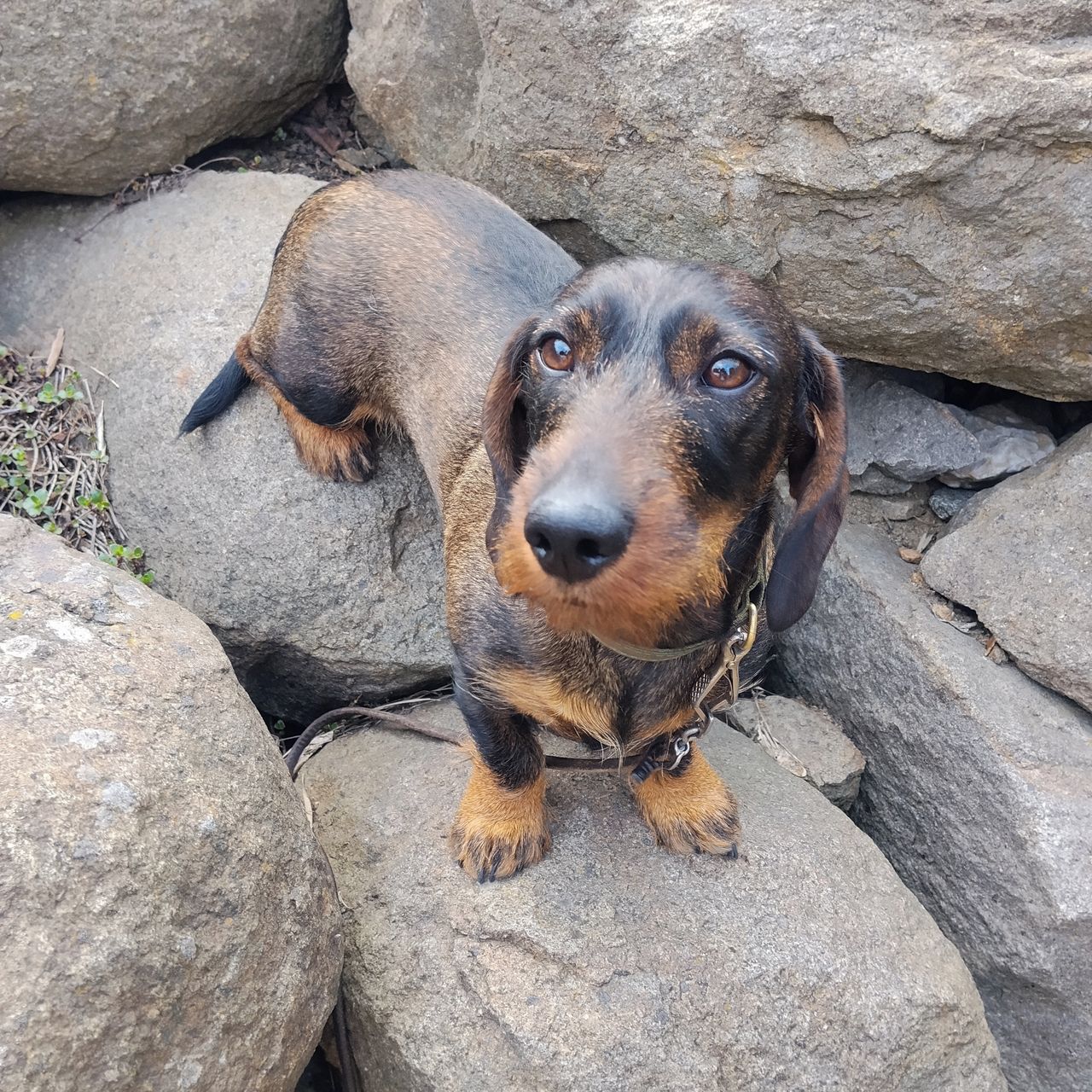 Soutěžní fotografie - Aura,  Jezevčík