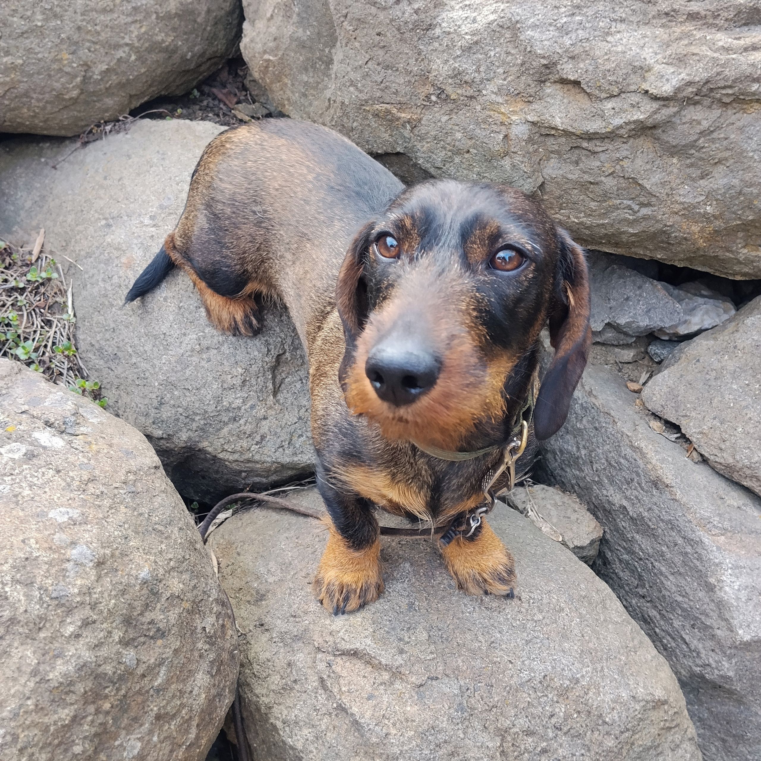 Soutěžní fotografie - Aura,  Jezevčík