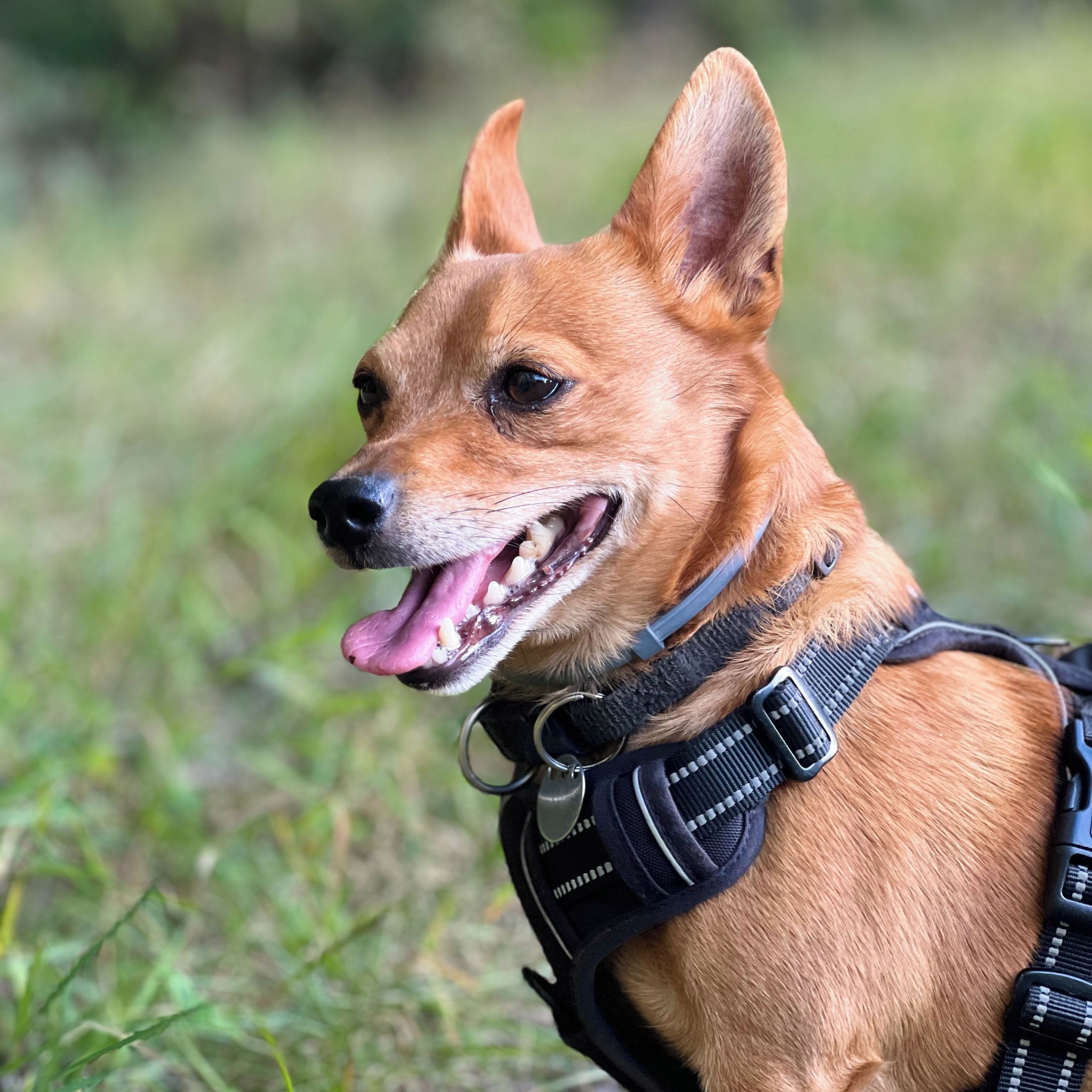 Soutěžní fotografie - Tobík,  Ostatní