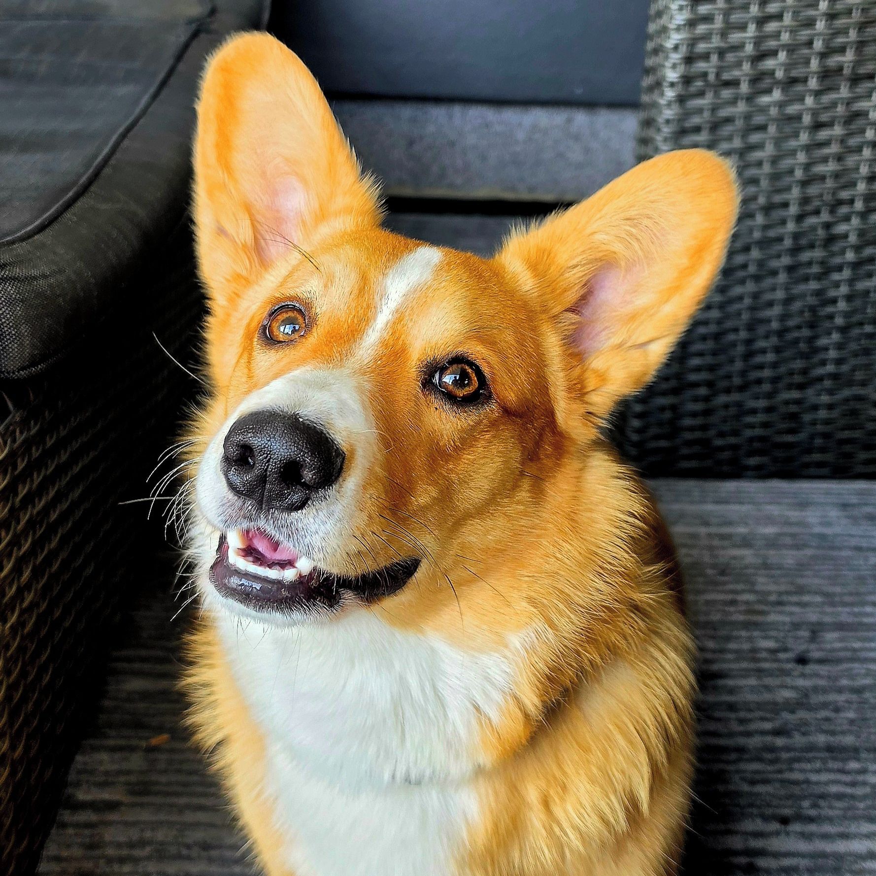 Soutěžní fotografie - Winston,  Welsh Corgi Cardigan