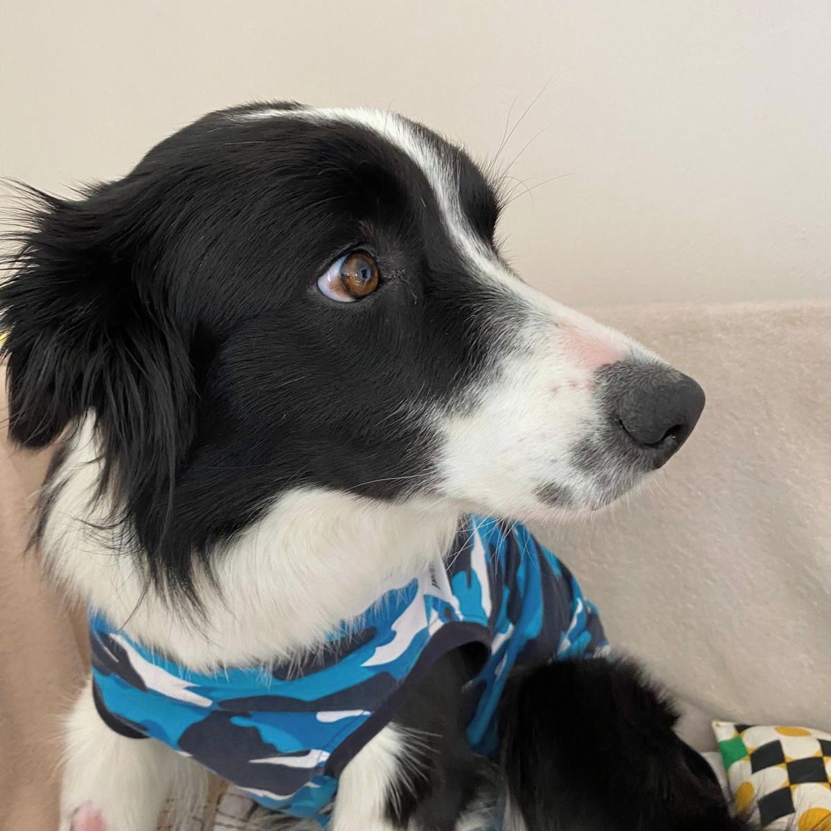 Soutěžní fotografie - Lotta,  Border kolie