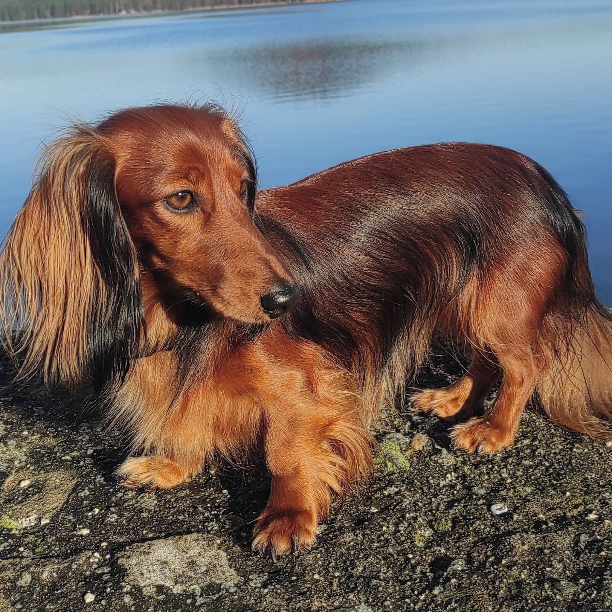 Soutěžní fotografie - Bali,  Jezevčík