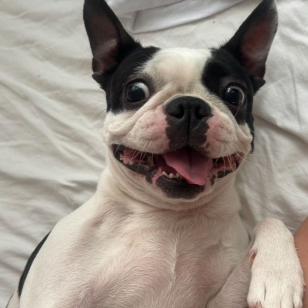 Soutěžní fotografie - Amy,  Bostonský terier