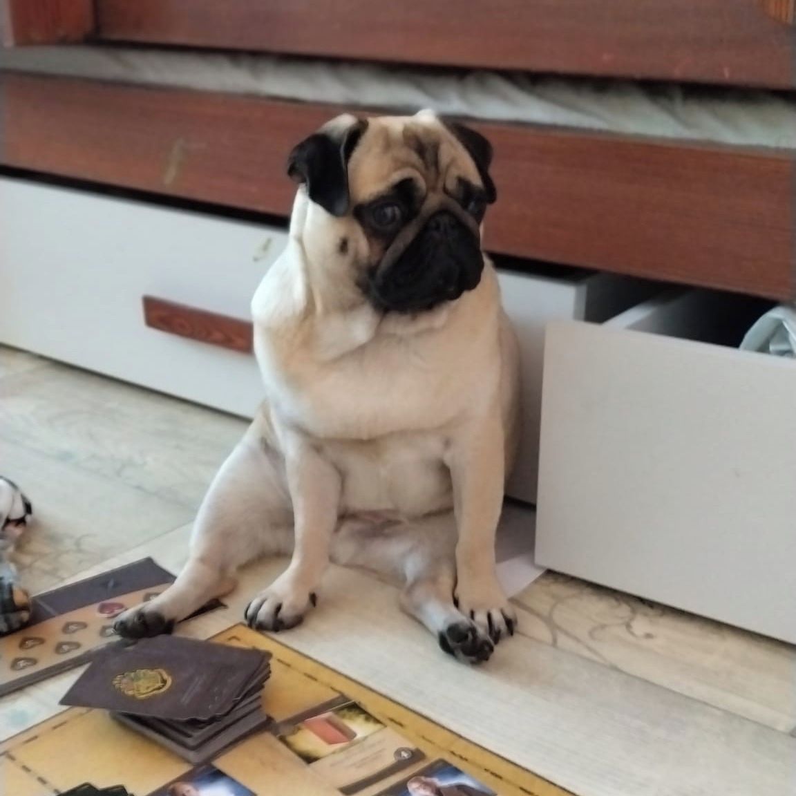 Soutěžní fotografie - Buffy,  Mops