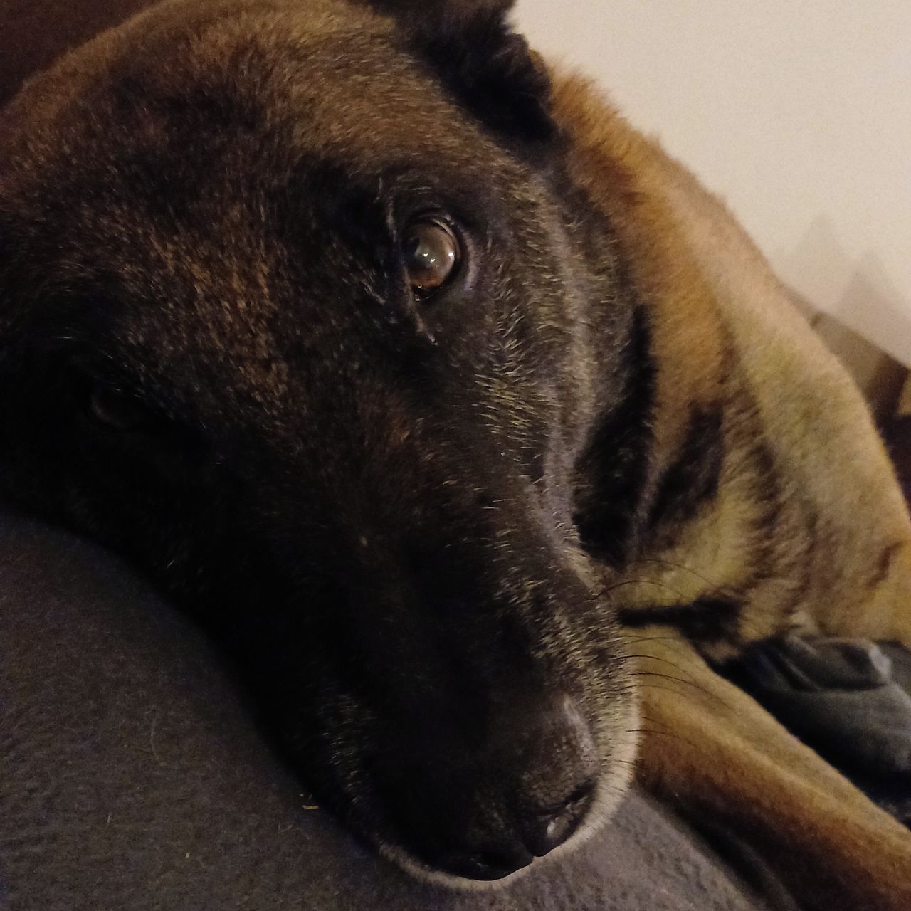 Soutěžní fotografie - Jess Sarah Moravia,  Belgický ovčák - Malinois