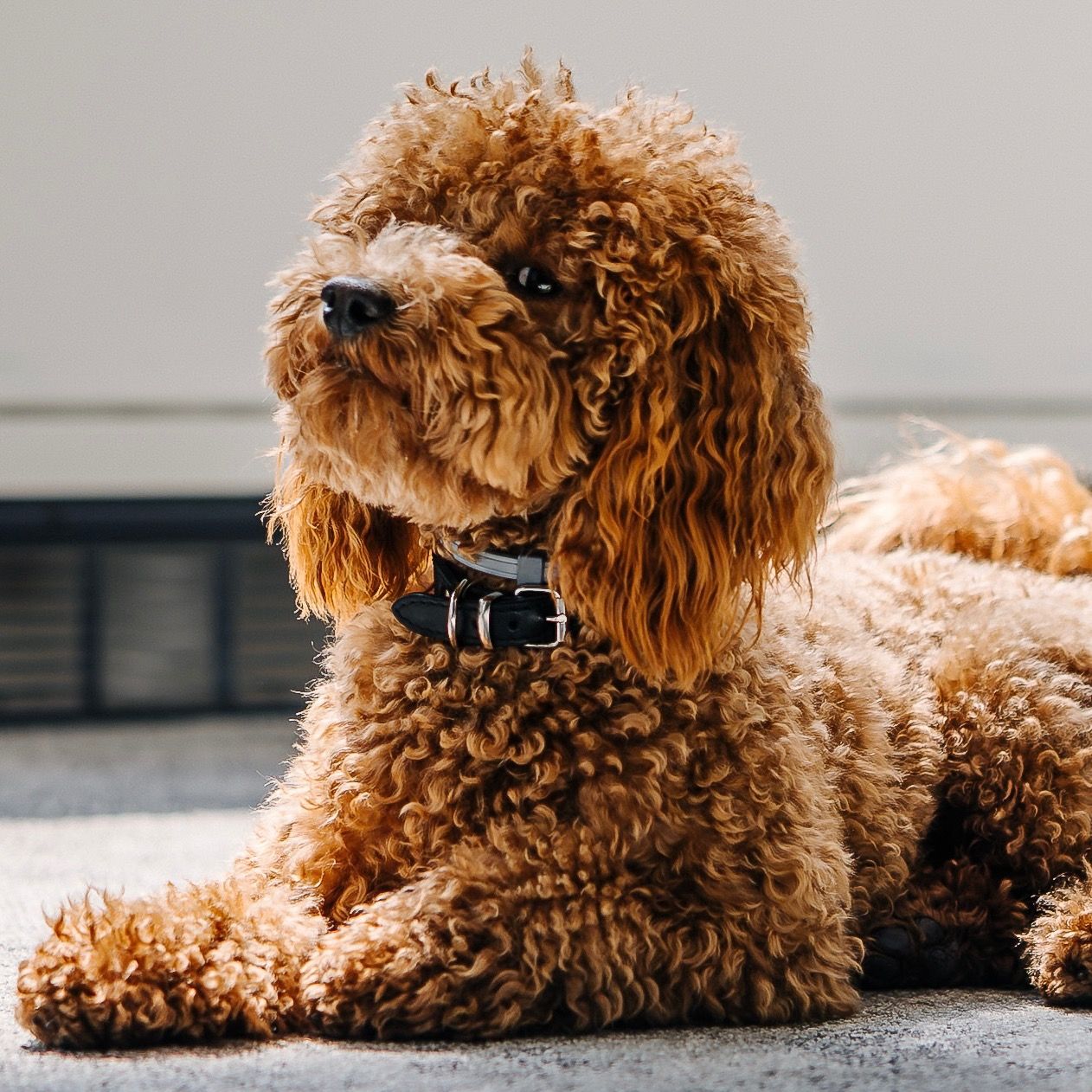 Soutěžní fotografie - Rocky,  Pudl