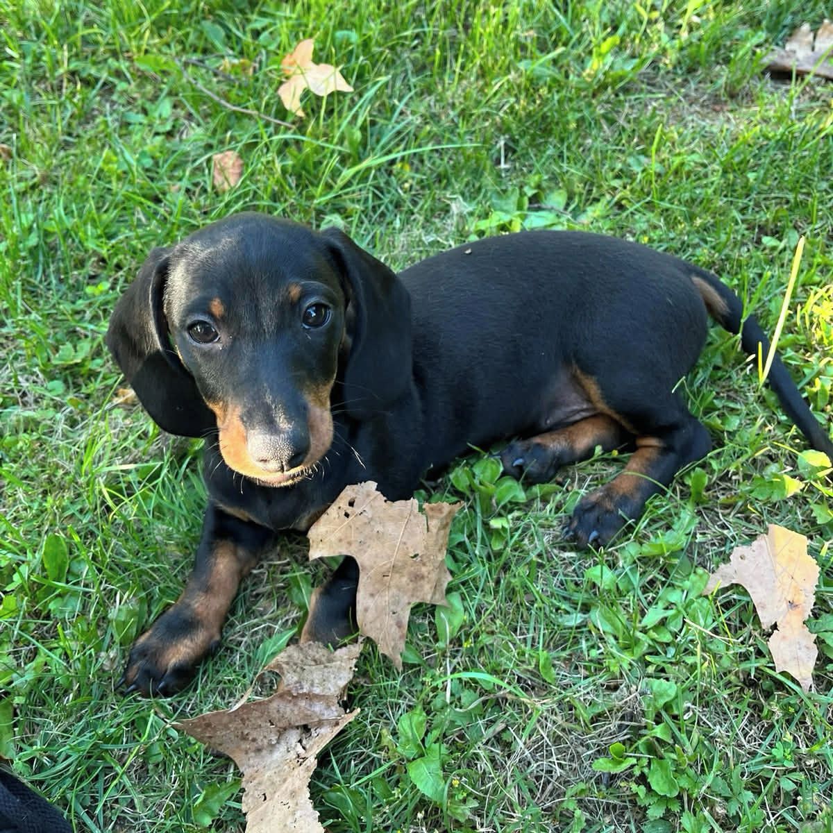 Soutěžní fotografie - Pedro,  Jezevčík