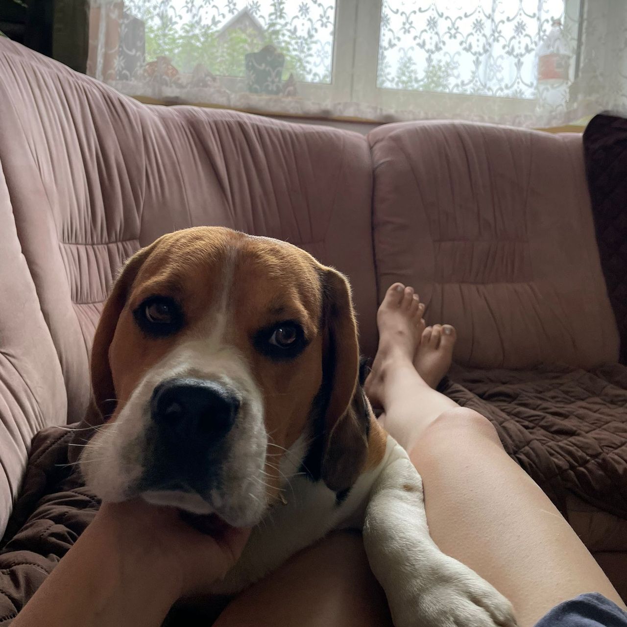 Soutěžní fotografie - Tobik,  Beagle