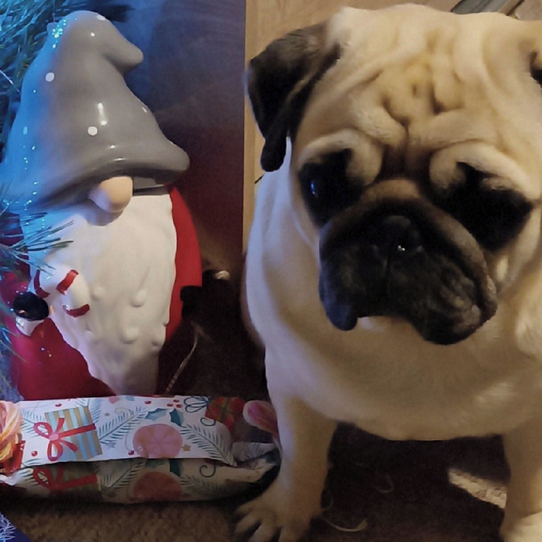 Soutěžní fotografie - Donut,  Mops