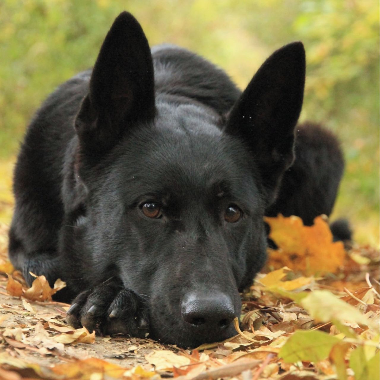 Soutěžní fotografie - Naira Balesten,  Německý ovčák
