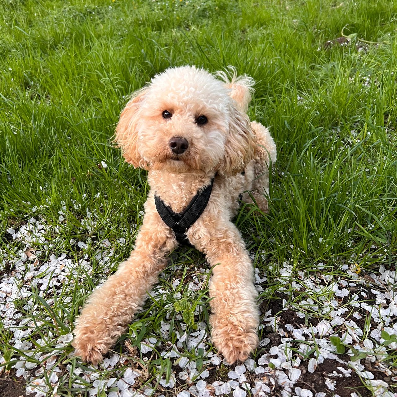 Soutěžní fotografie - Loki,  Pudl