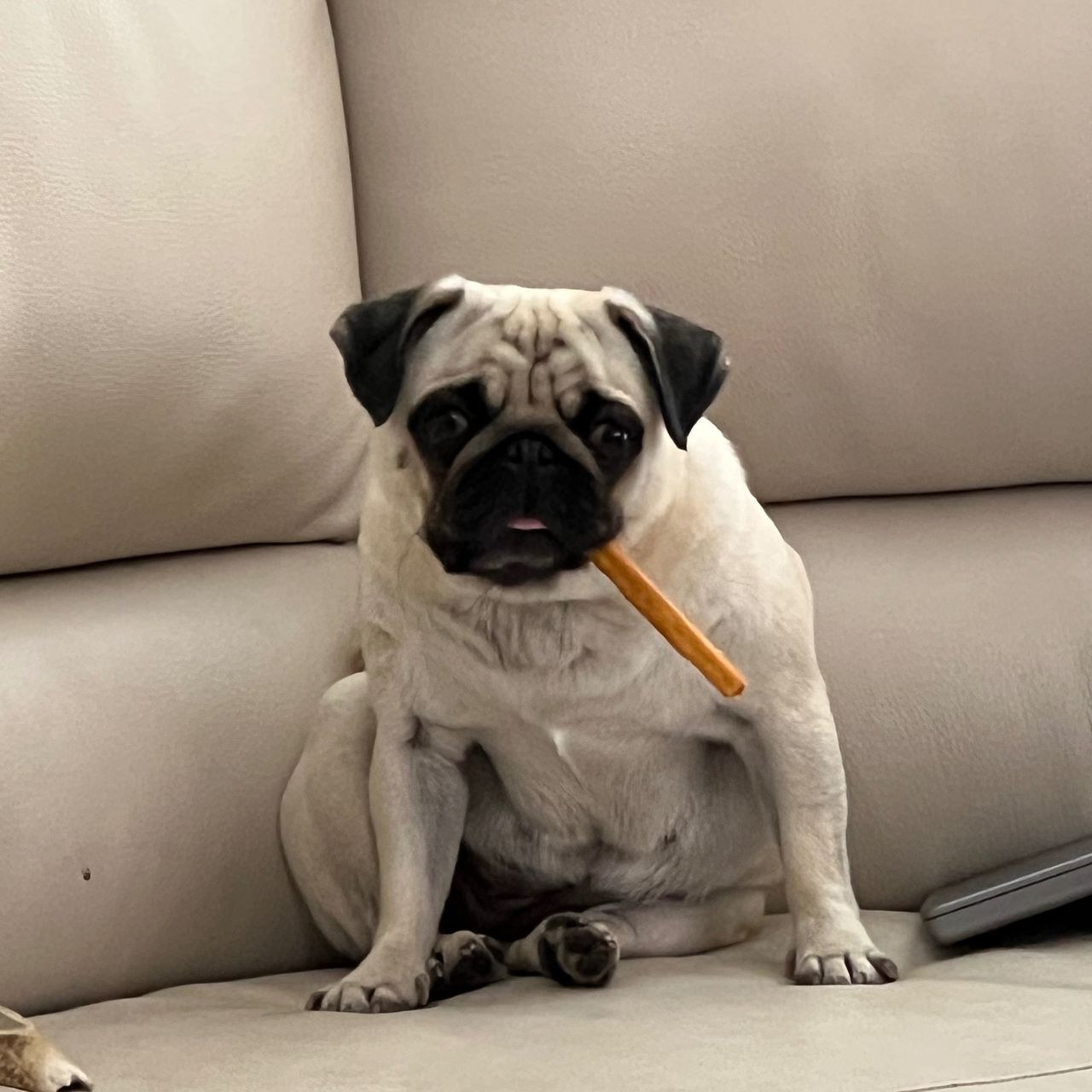 Soutěžní fotografie - Sofie,  Mops