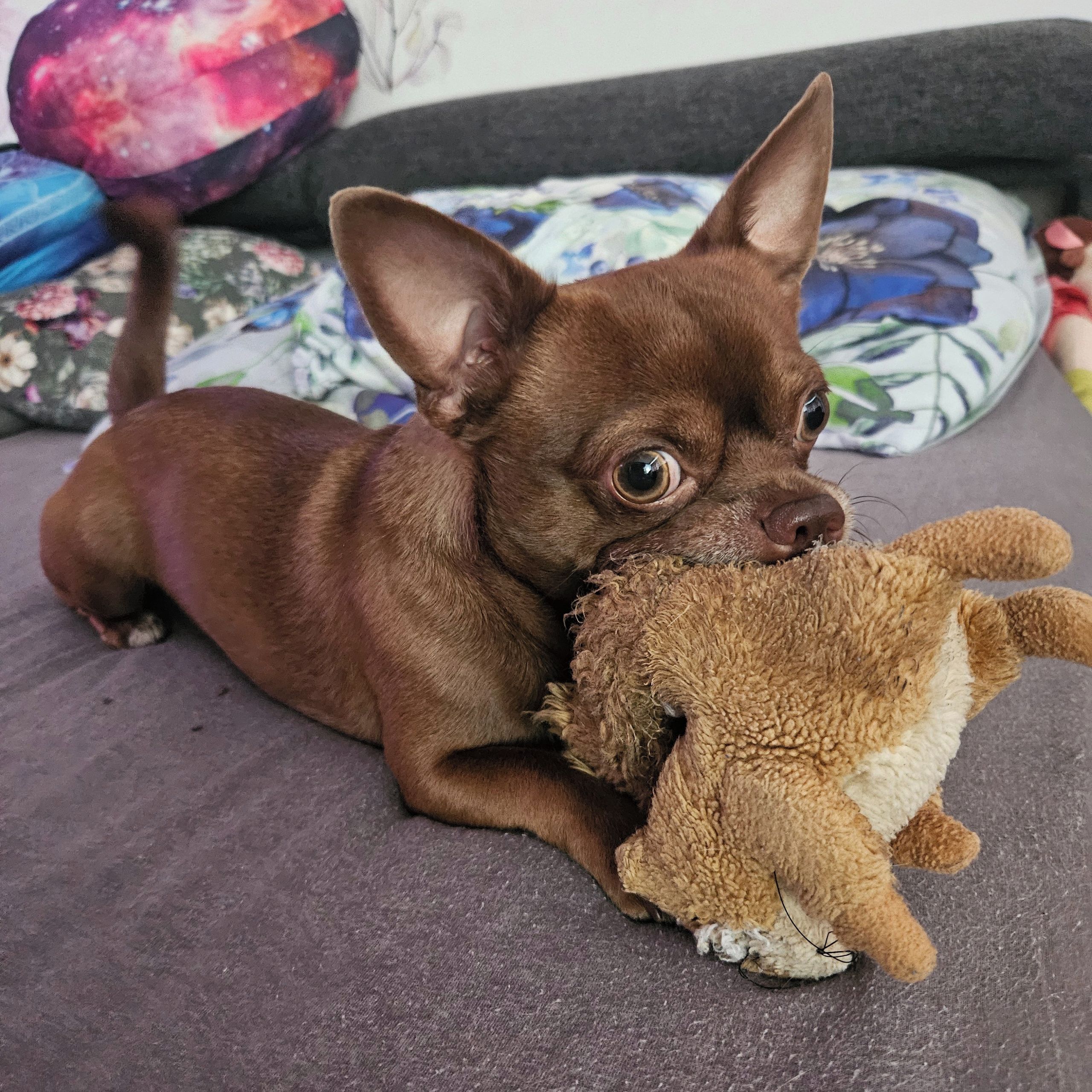 Soutěžní fotografie - Čiko,  Čivava krátkosrstá