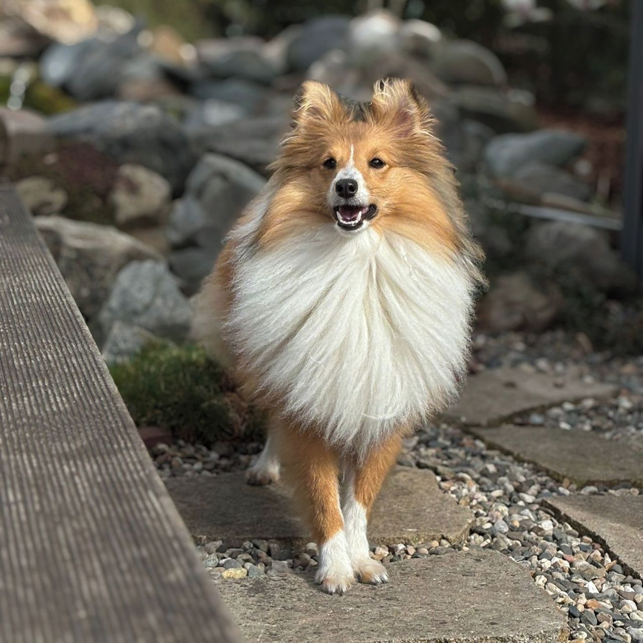 Soutěžní fotografie - Dory,  Sheltie