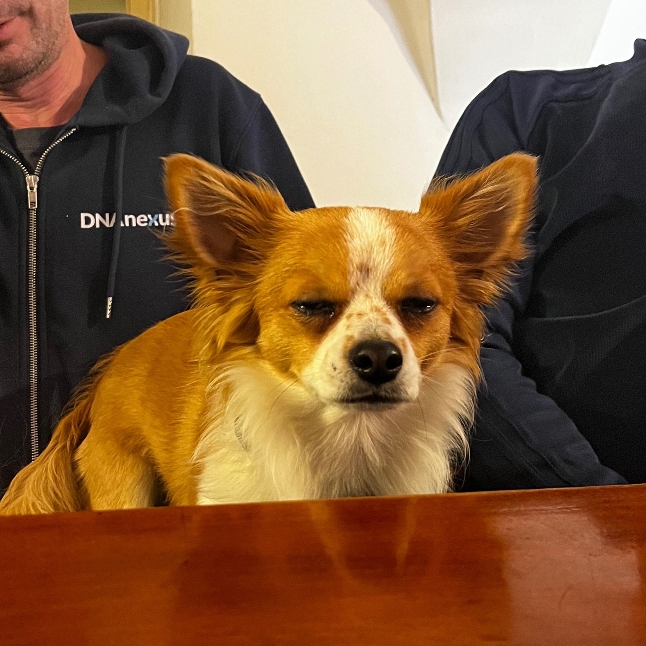 Soutěžní fotografie - Fifin z Týnský,  Čivava dlouhosrstá