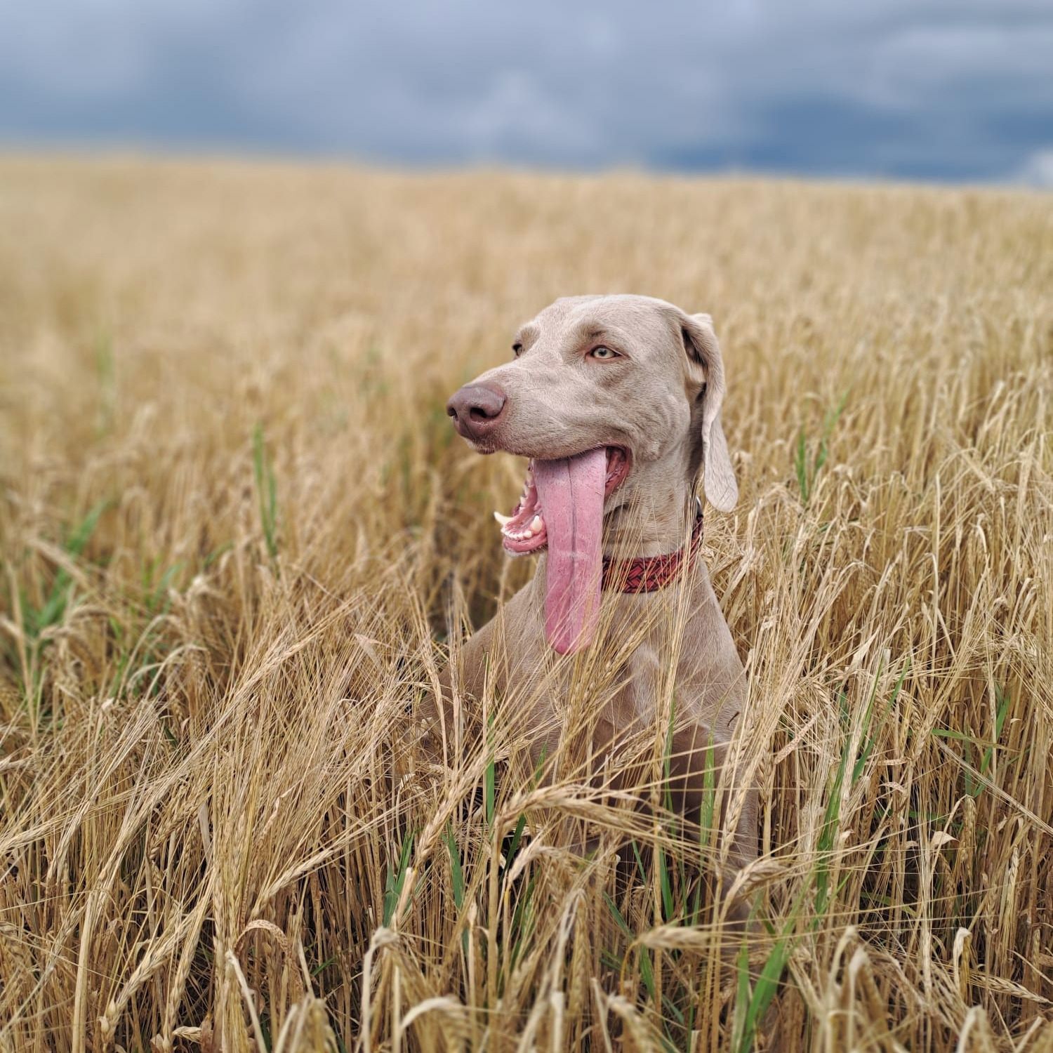 Soutěžní fotografie - Bonnie Tonya - Tonča,  Výmarský ohař