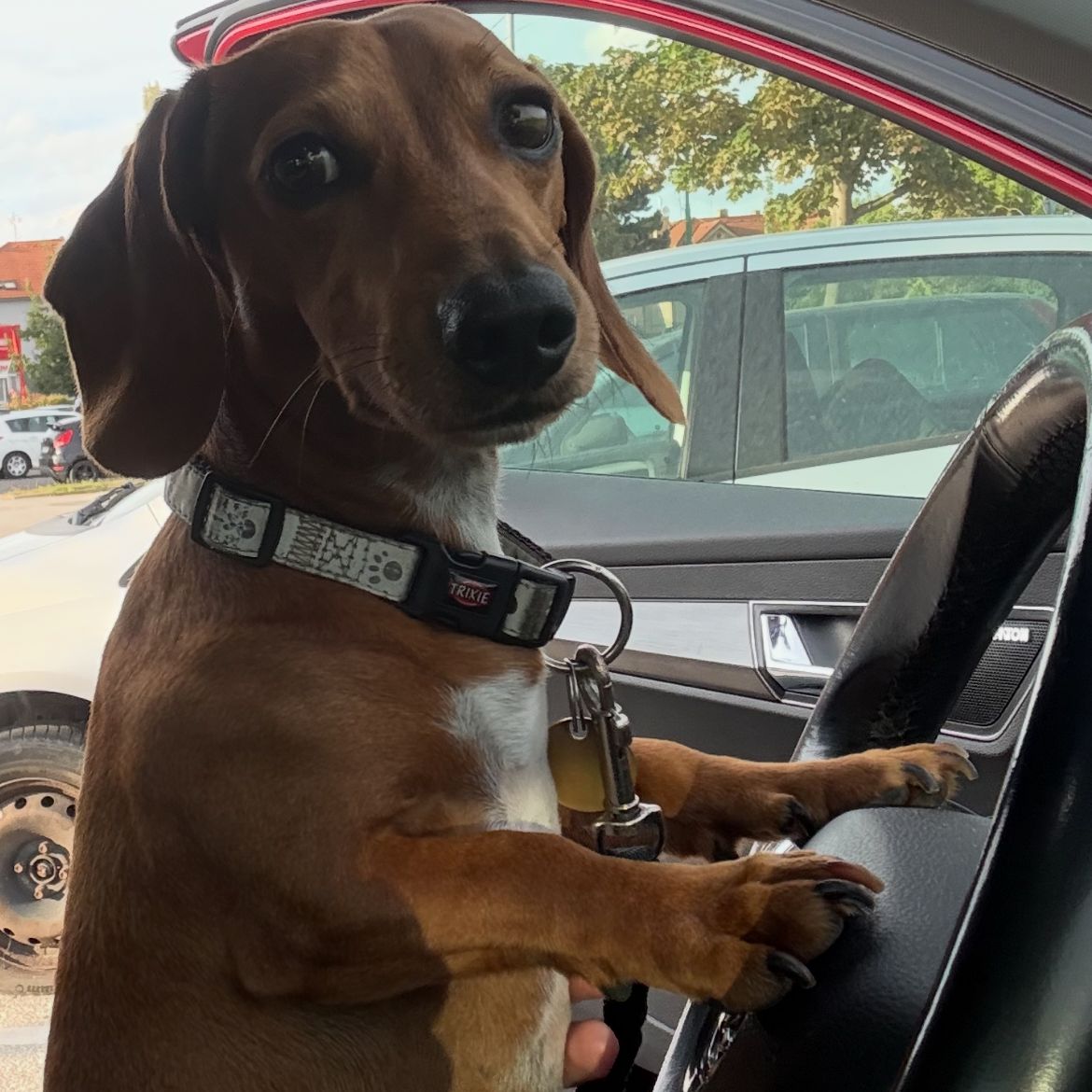 Soutěžní fotografie - Lupo,  Jezevčík