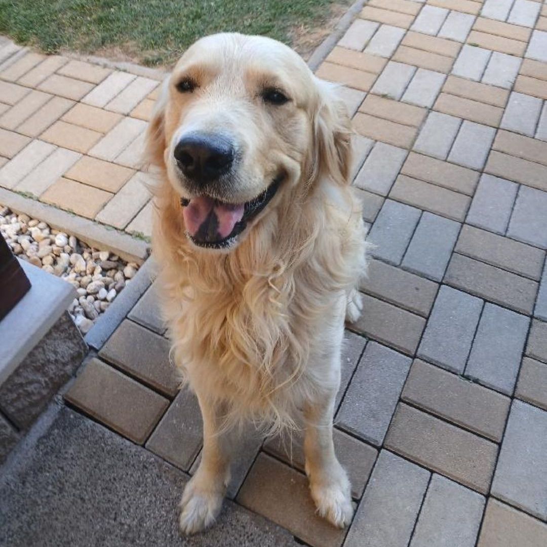 Soutěžní fotografie - Endy,  Zlatý retriever