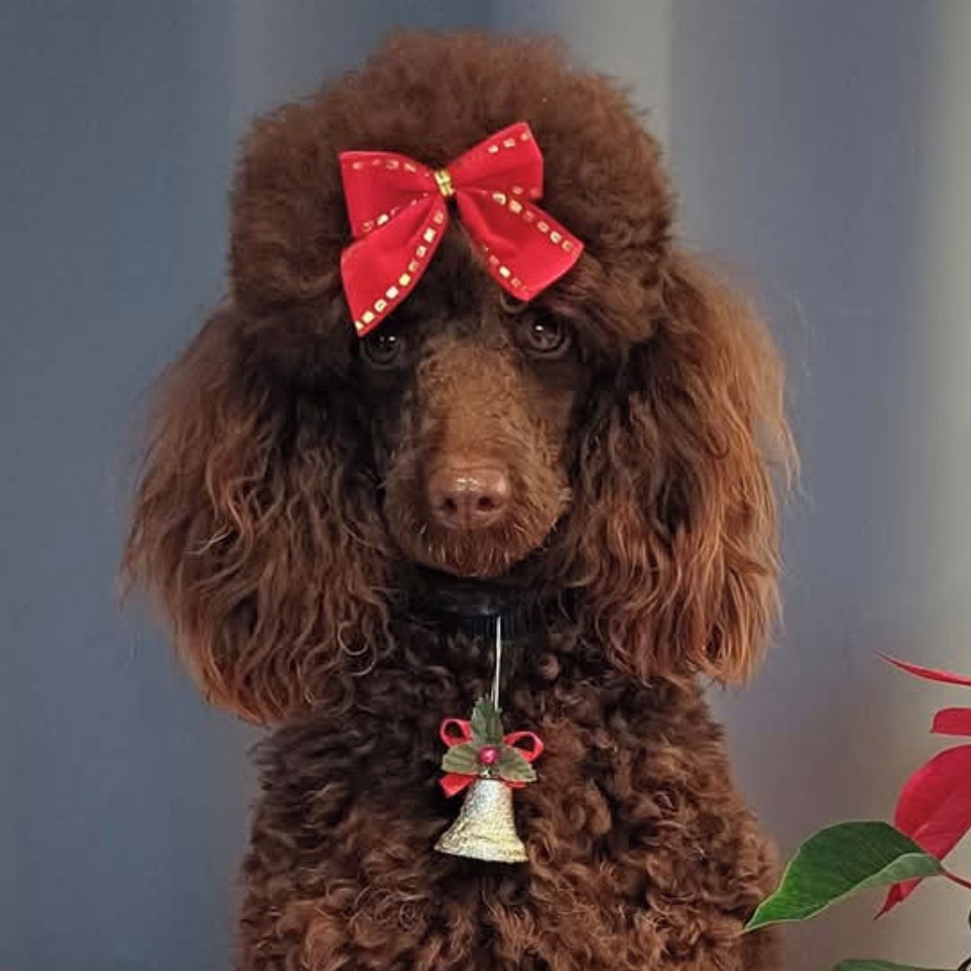 Soutěžní fotografie - Fany,  Pudl