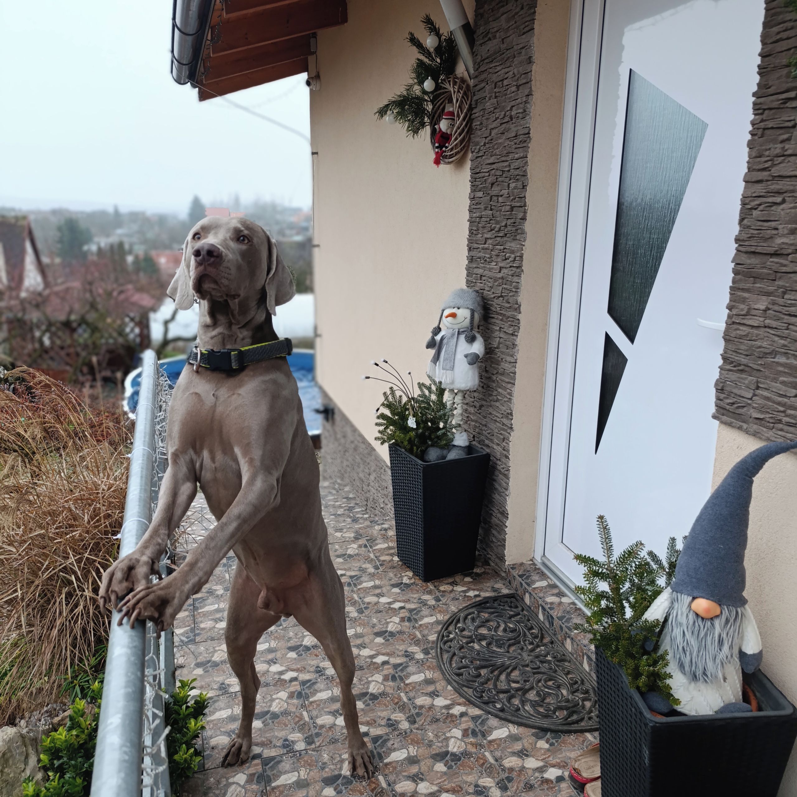 Soutěžní fotografie - Dino,  Výmarský ohař