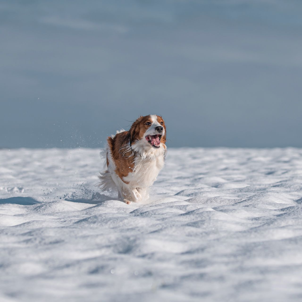Soutěžní fotografie - Barley,  Kooikerhondje