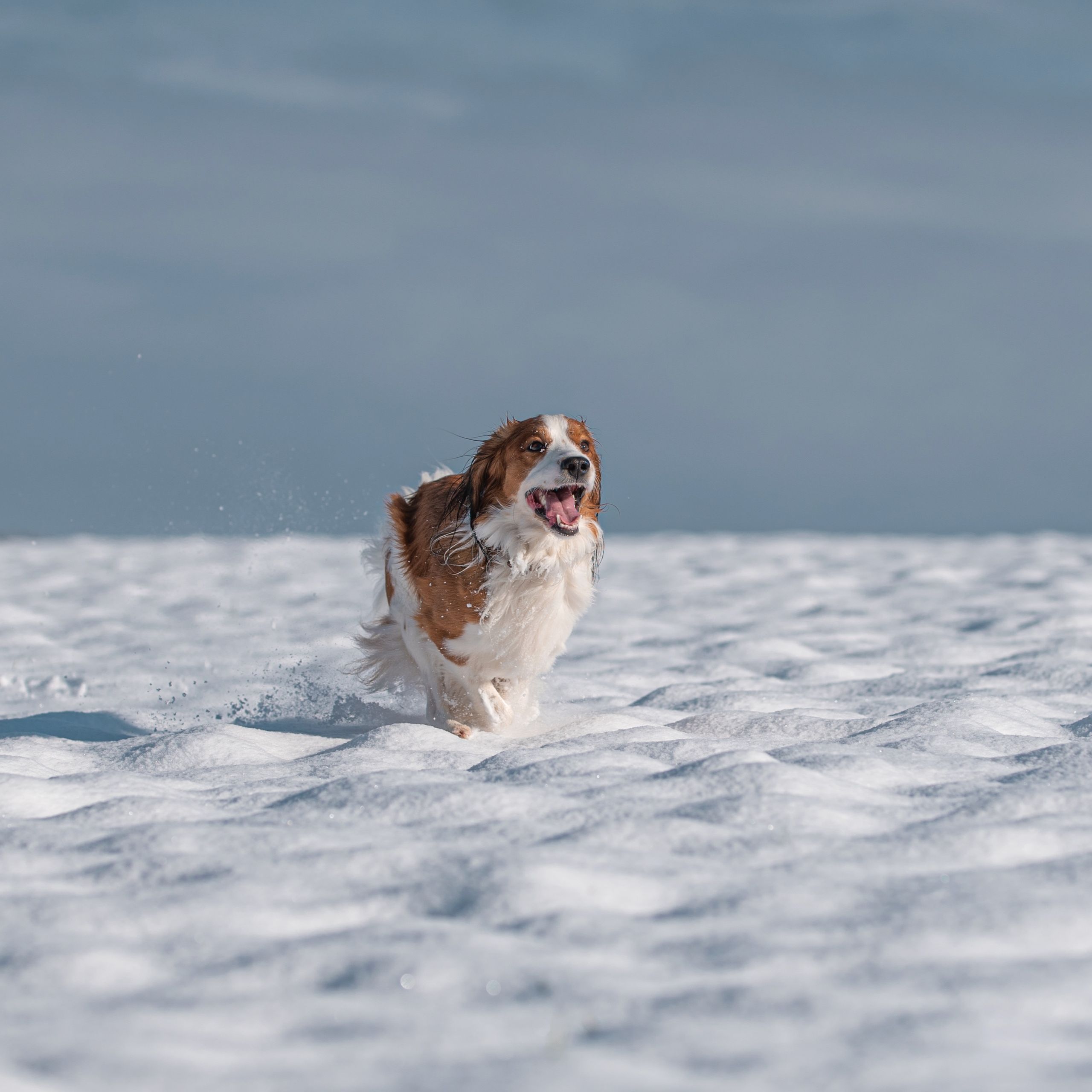 Soutěžní fotografie - Barley,  Kooikerhondje