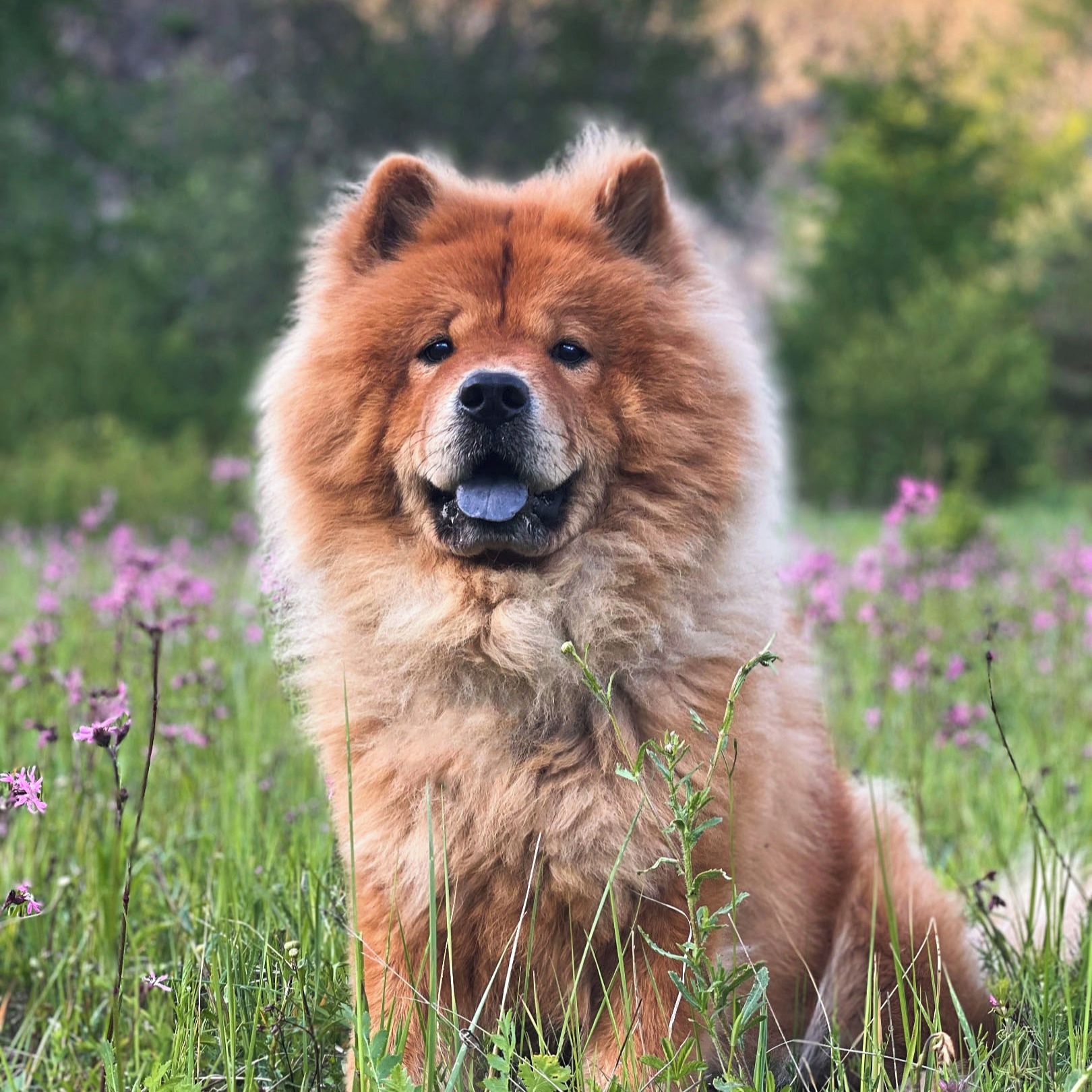 Soutěžní fotografie - Semhar,  Chow chow
