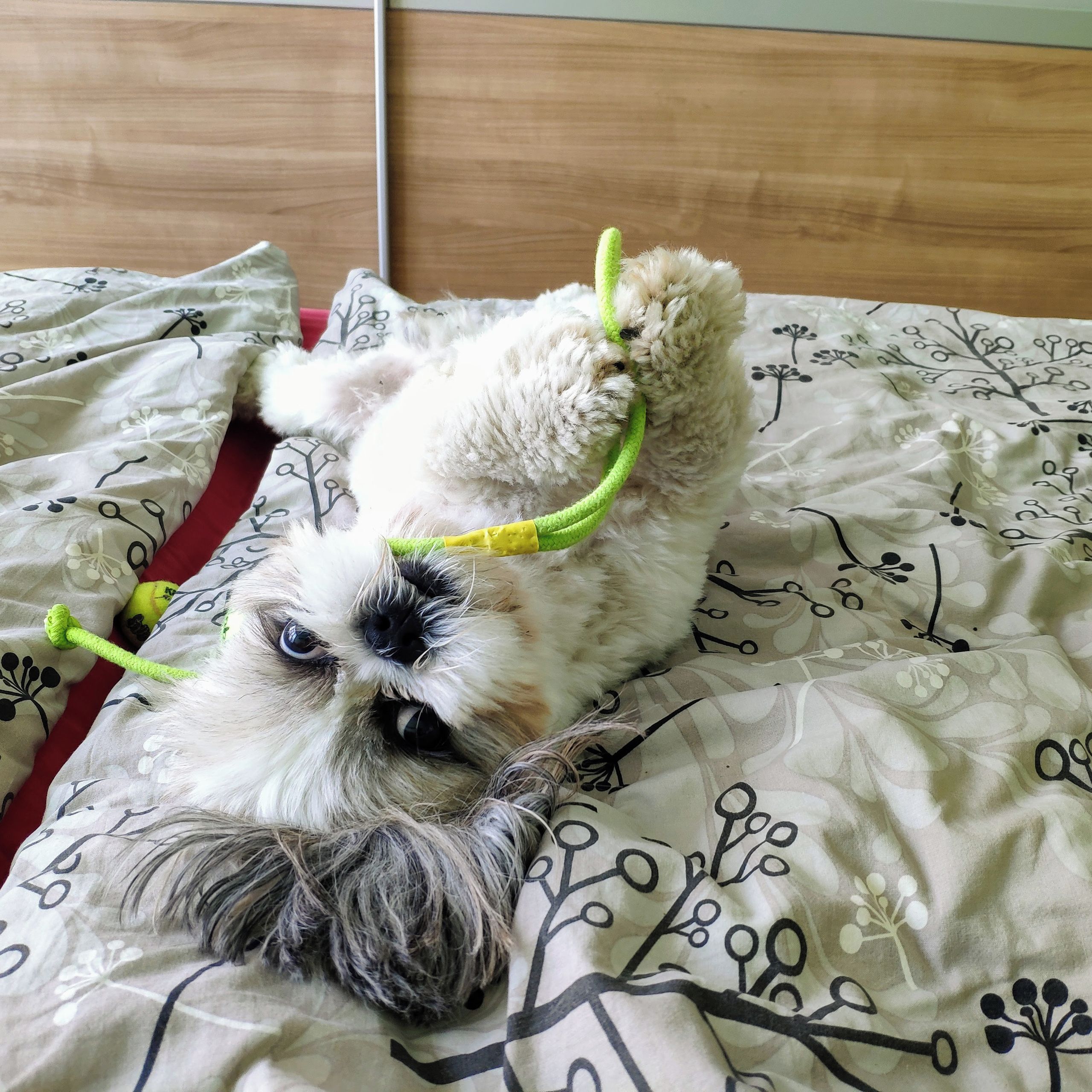 Soutěžní fotografie - Monty,  Shih-tzu