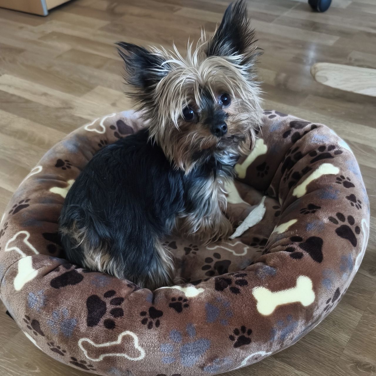 Soutěžní fotografie - Bibinka,  Yorkšírský terier