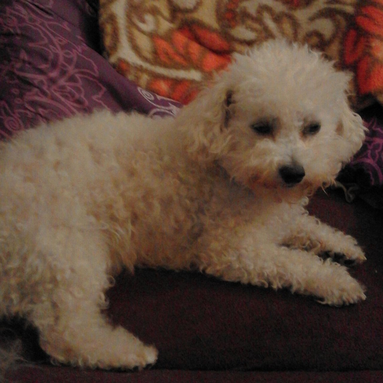 Soutěžní fotografie - Kleopatra II Bereniké,  Bišonek