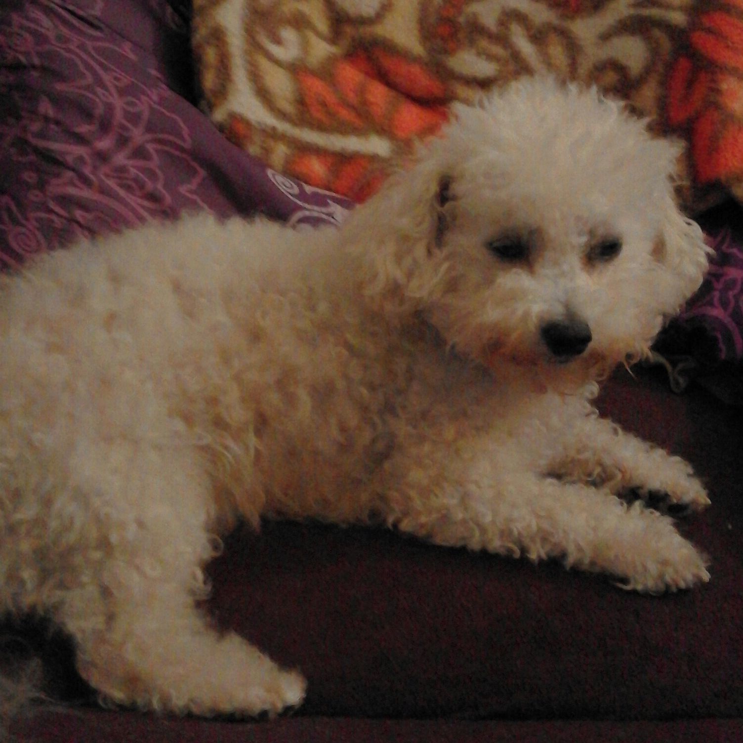 Soutěžní fotografie - Kleopatra II Bereniké,  Bišonek