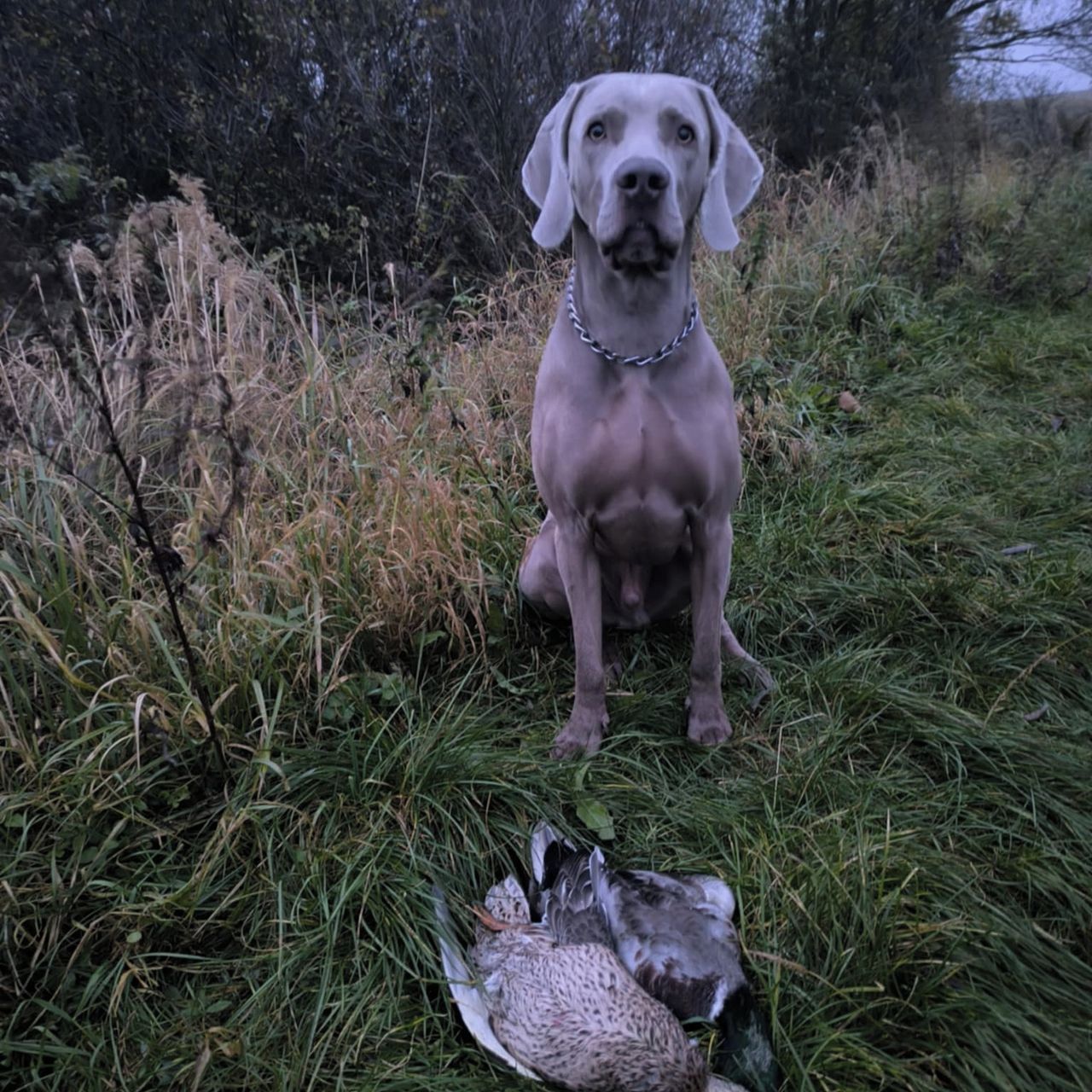 Soutěžní fotografie - Emmet,  Výmarský ohař