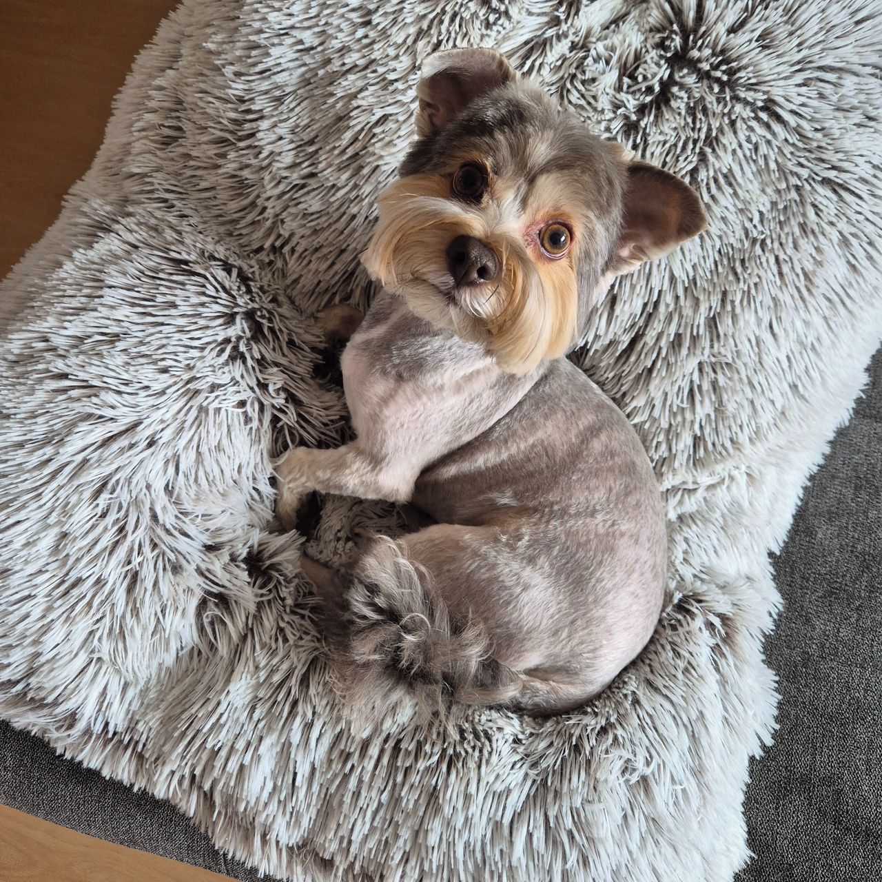 Soutěžní fotografie - Frankie,  Yorkšírský terier