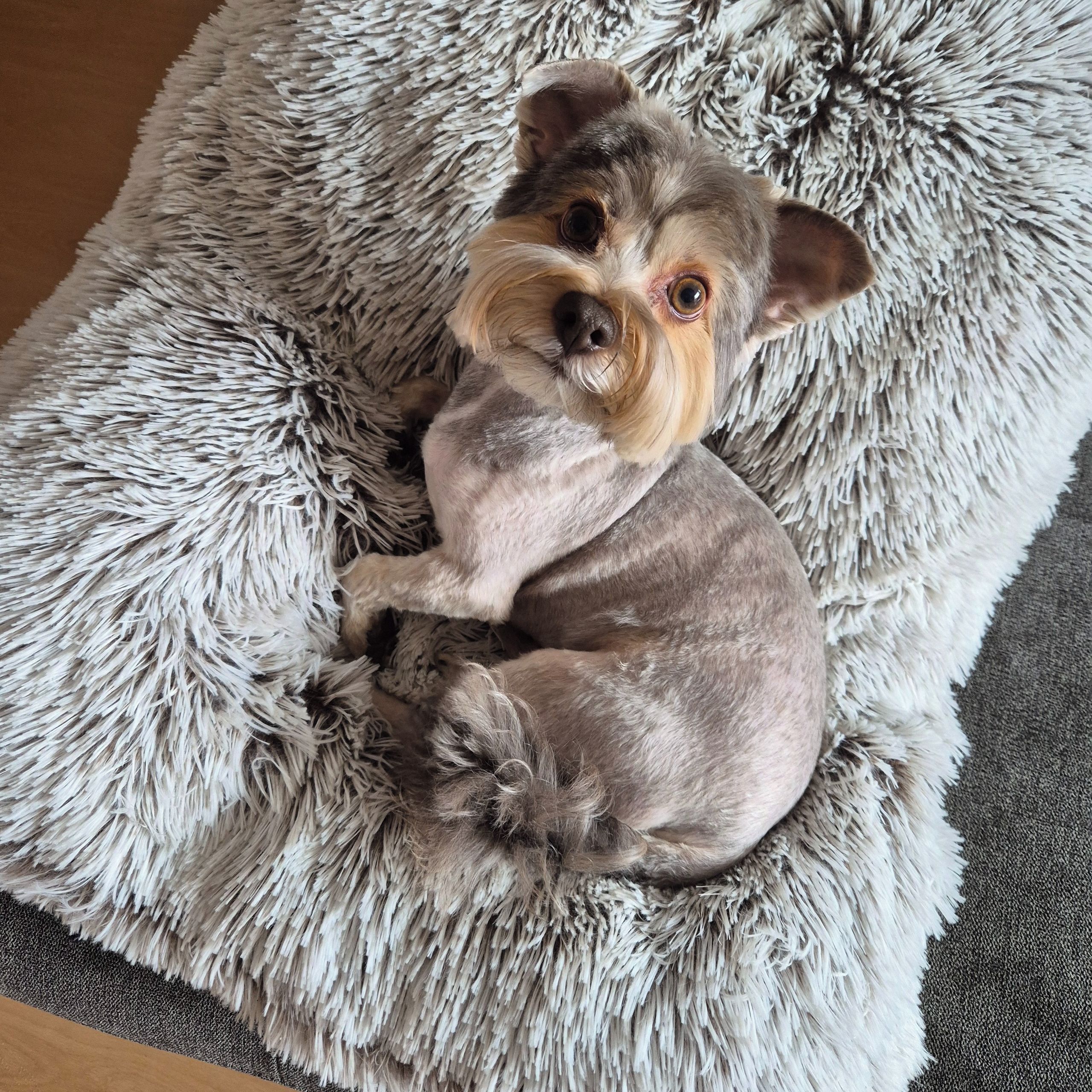 Soutěžní fotografie - Frankie,  Yorkšírský terier