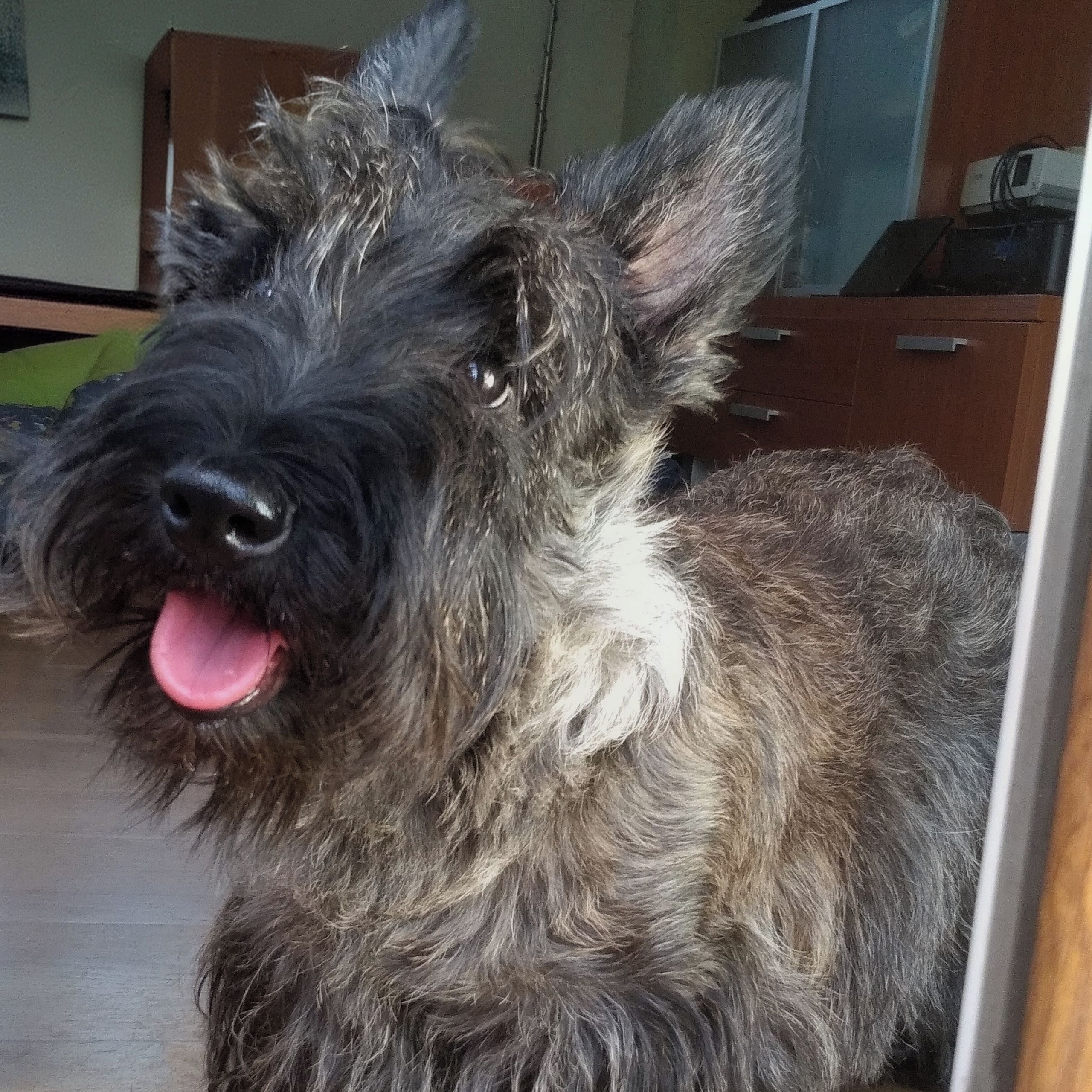 Soutěžní fotografie - Orry,  Skotský teriér