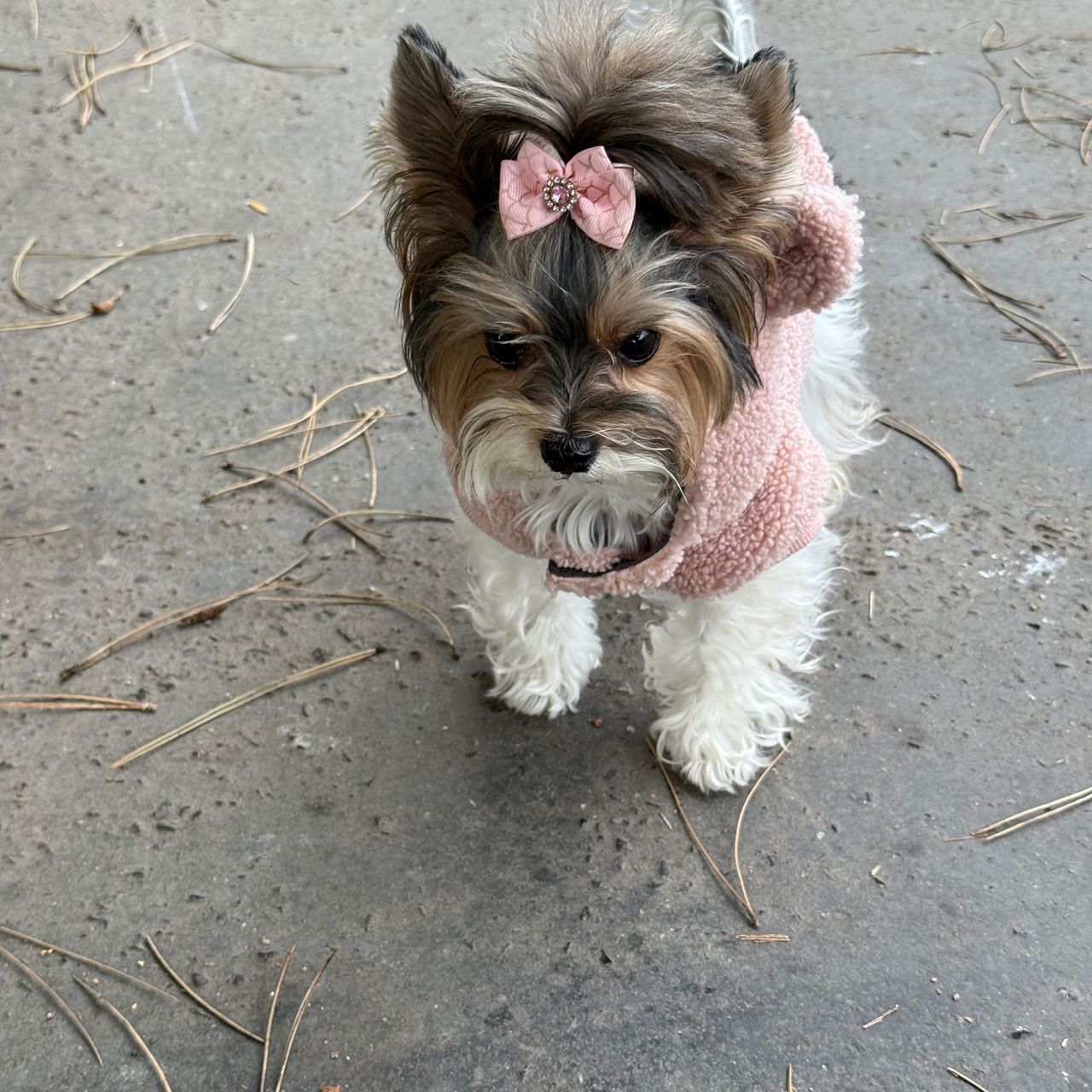 Soutěžní fotografie - Maggie,  Yorkšírský terier