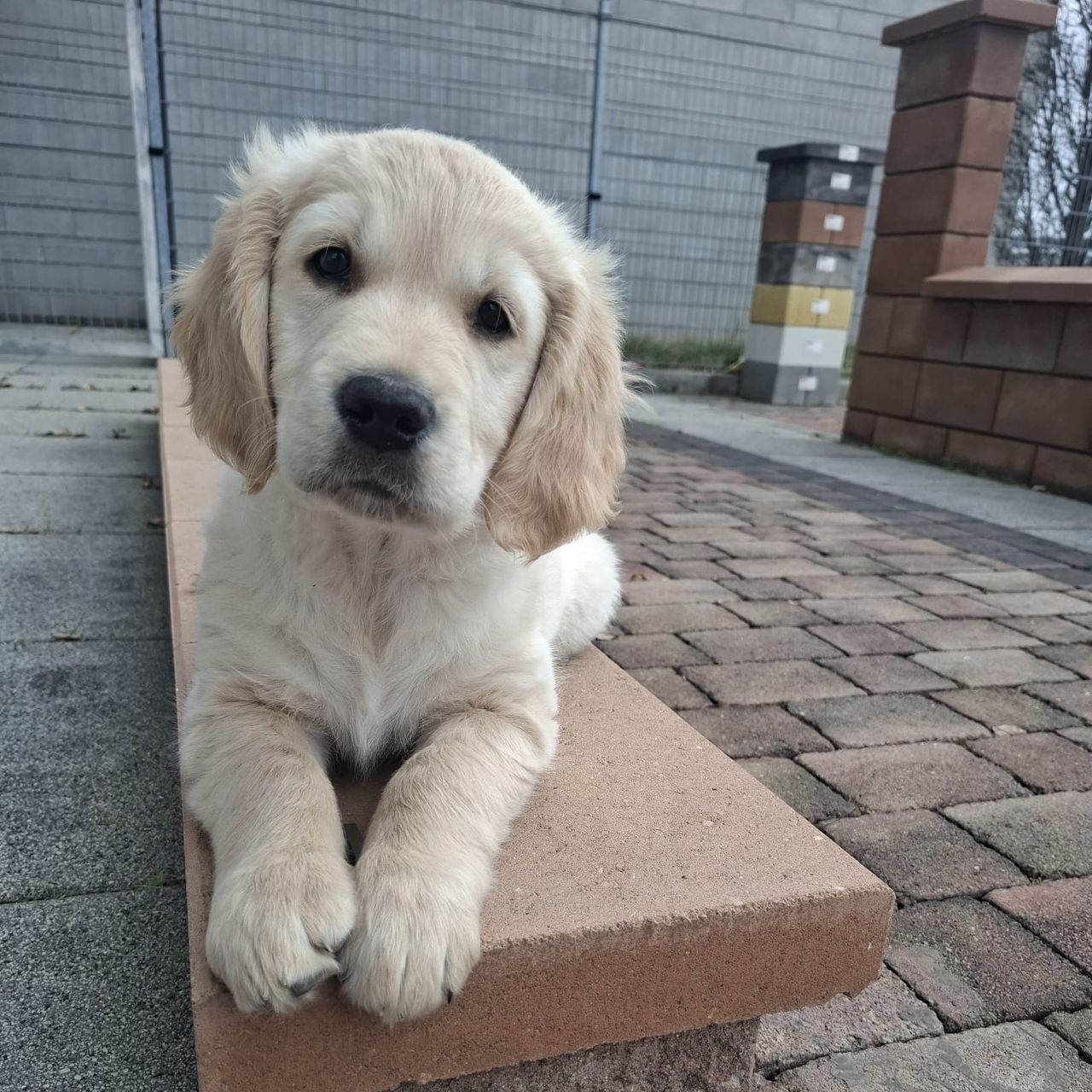 Soutěžní fotografie - Vincent,  Zlatý retriever