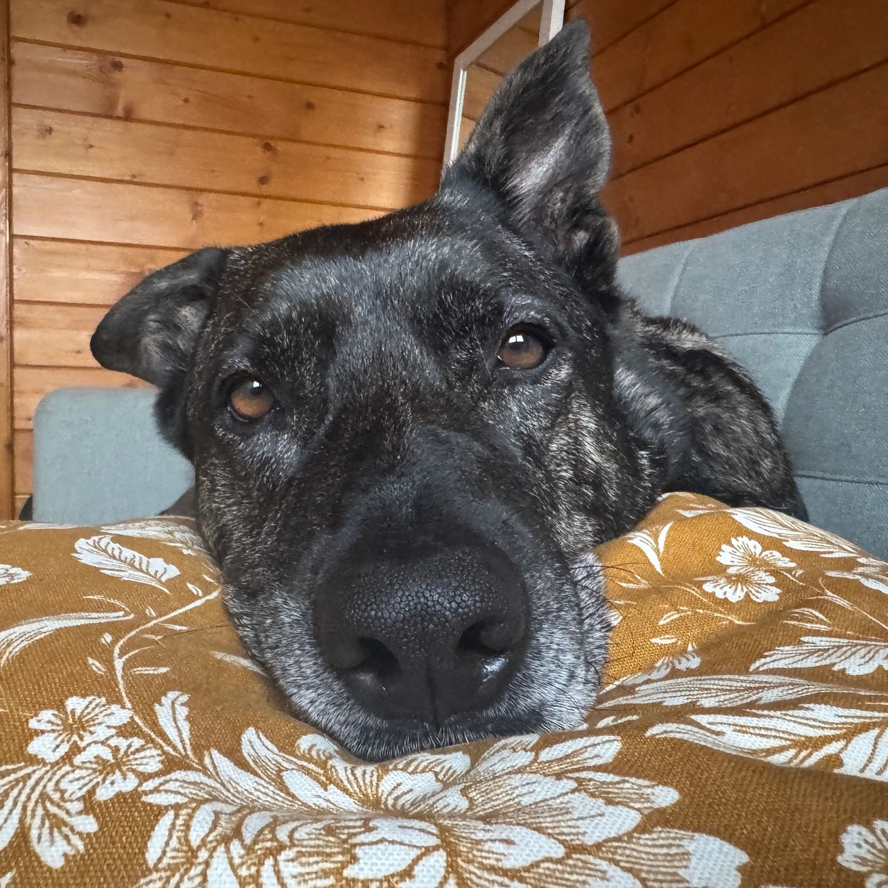 Soutěžní fotografie - Louisa,  Ostatní