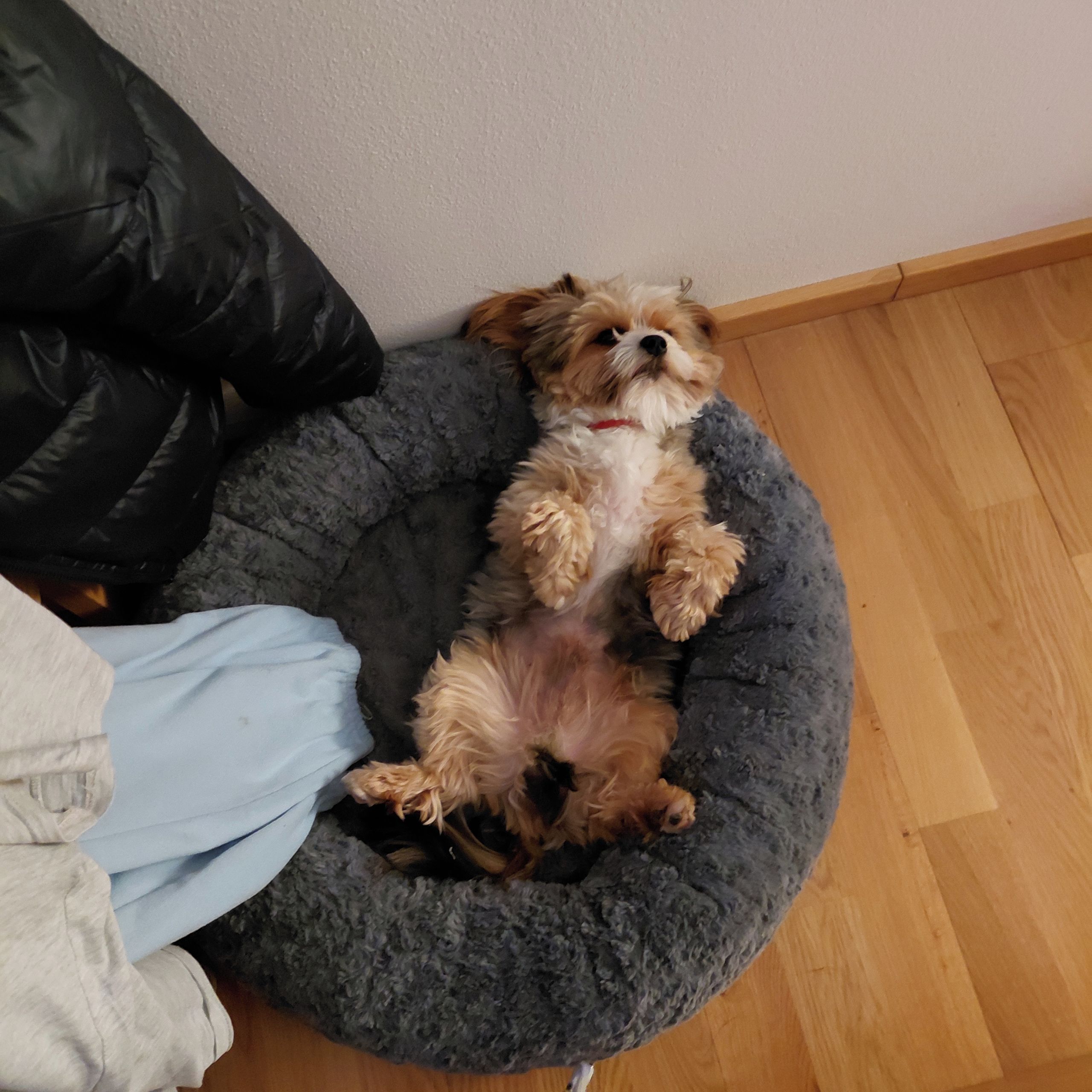 Soutěžní fotografie - Vilík,  Yorkšírský terier