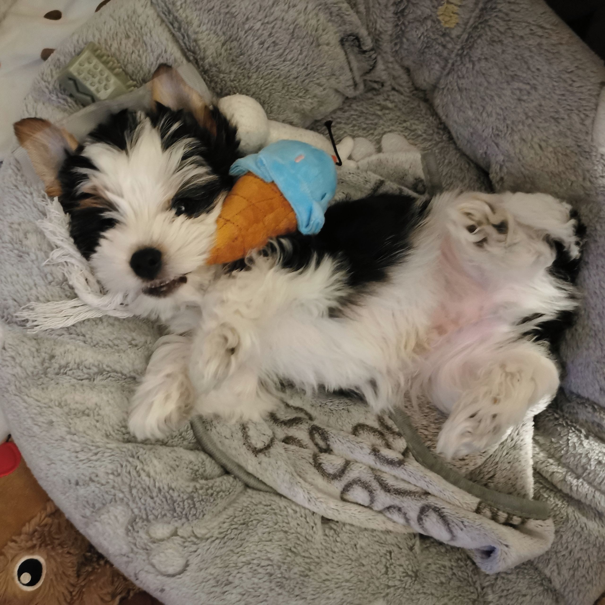 Soutěžní fotografie - Eddie,  Yorkšírský terier