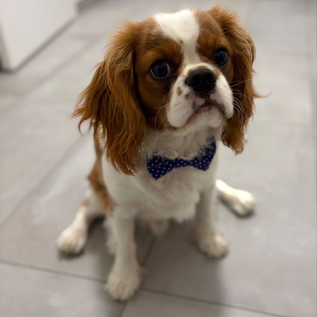 Soutěžní fotografie - Marley,  Kavalír King Charles španěl