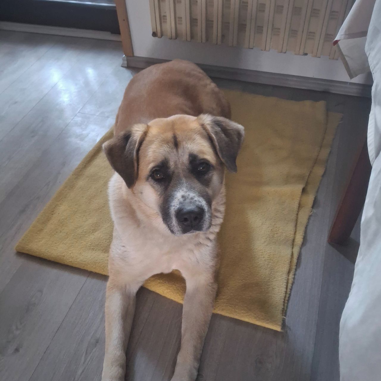 Soutěžní fotografie - Annie,  Ostatní