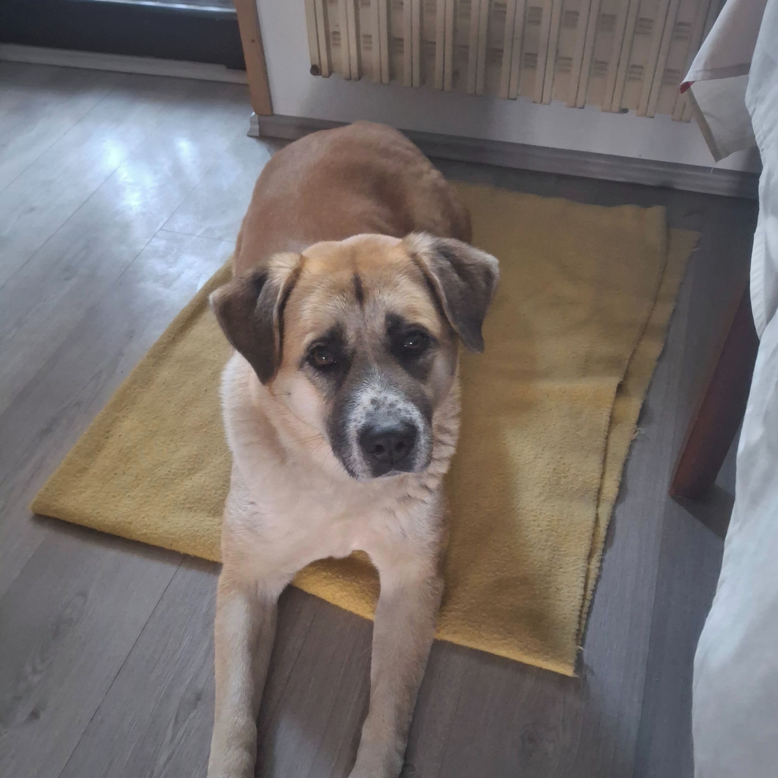 Soutěžní fotografie - Annie,  Ostatní