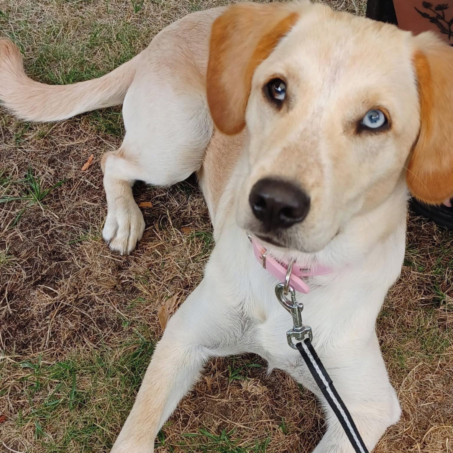 Soutěžní fotografie - Stella,  Ostatní