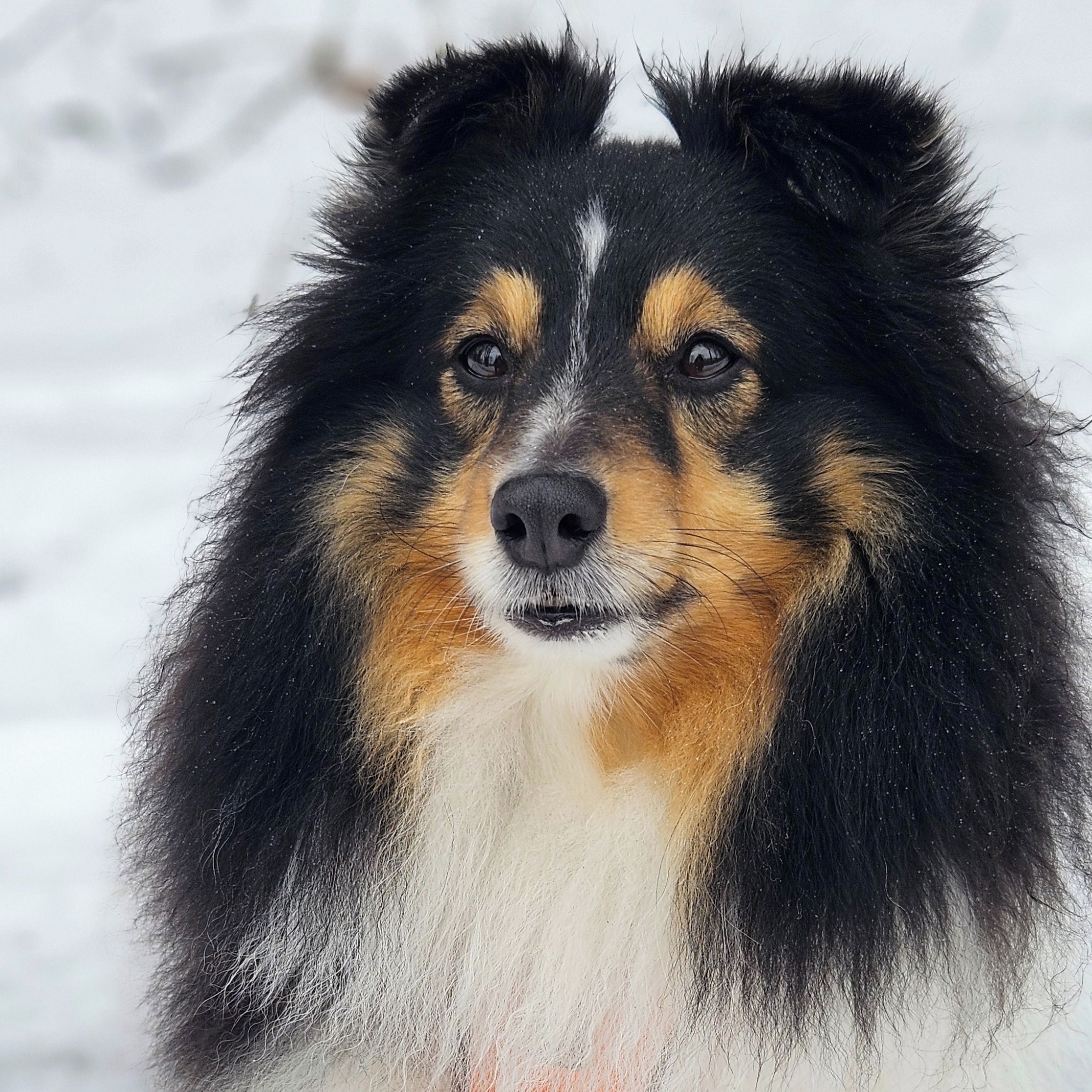 Soutěžní fotografie - Dantík,  Sheltie