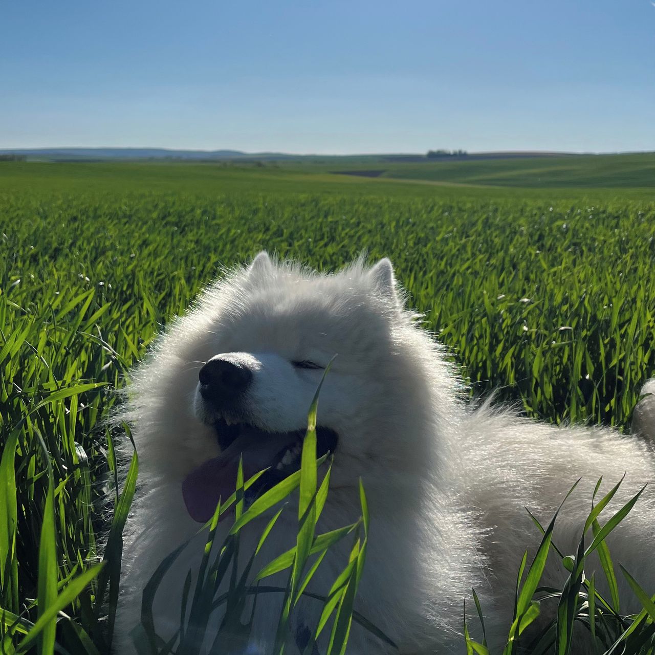 Soutěžní fotografie - Django,  Samojed