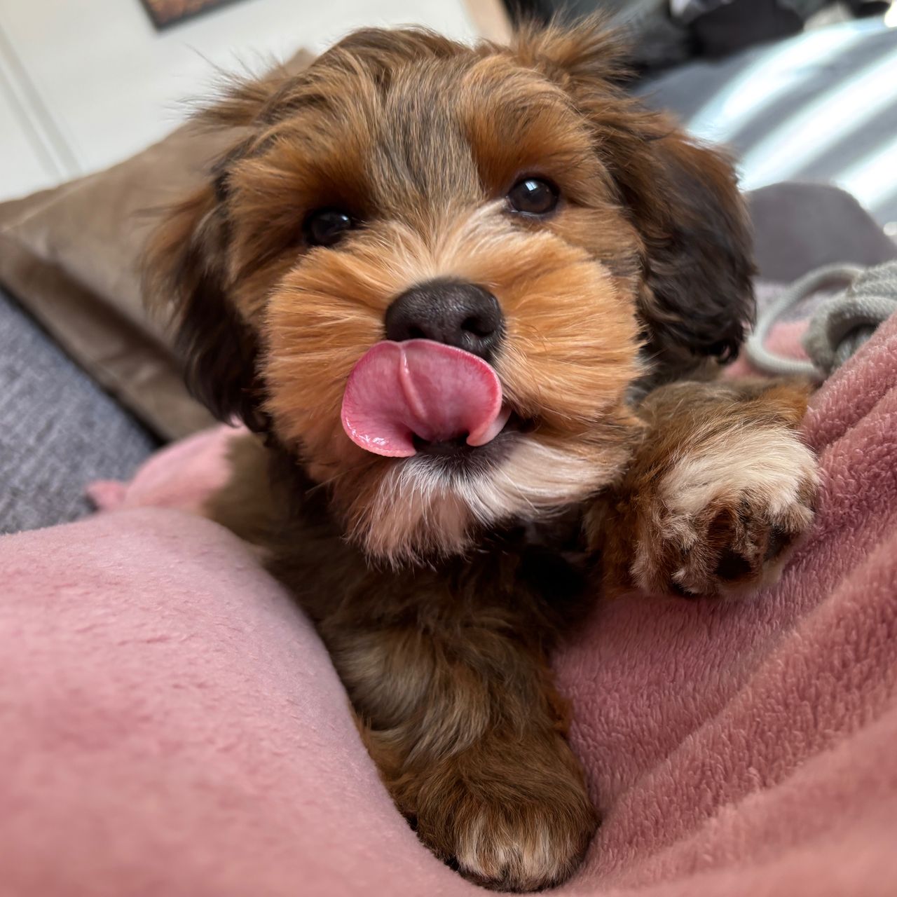 Soutěžní fotografie - Buddy,  Havanský psík